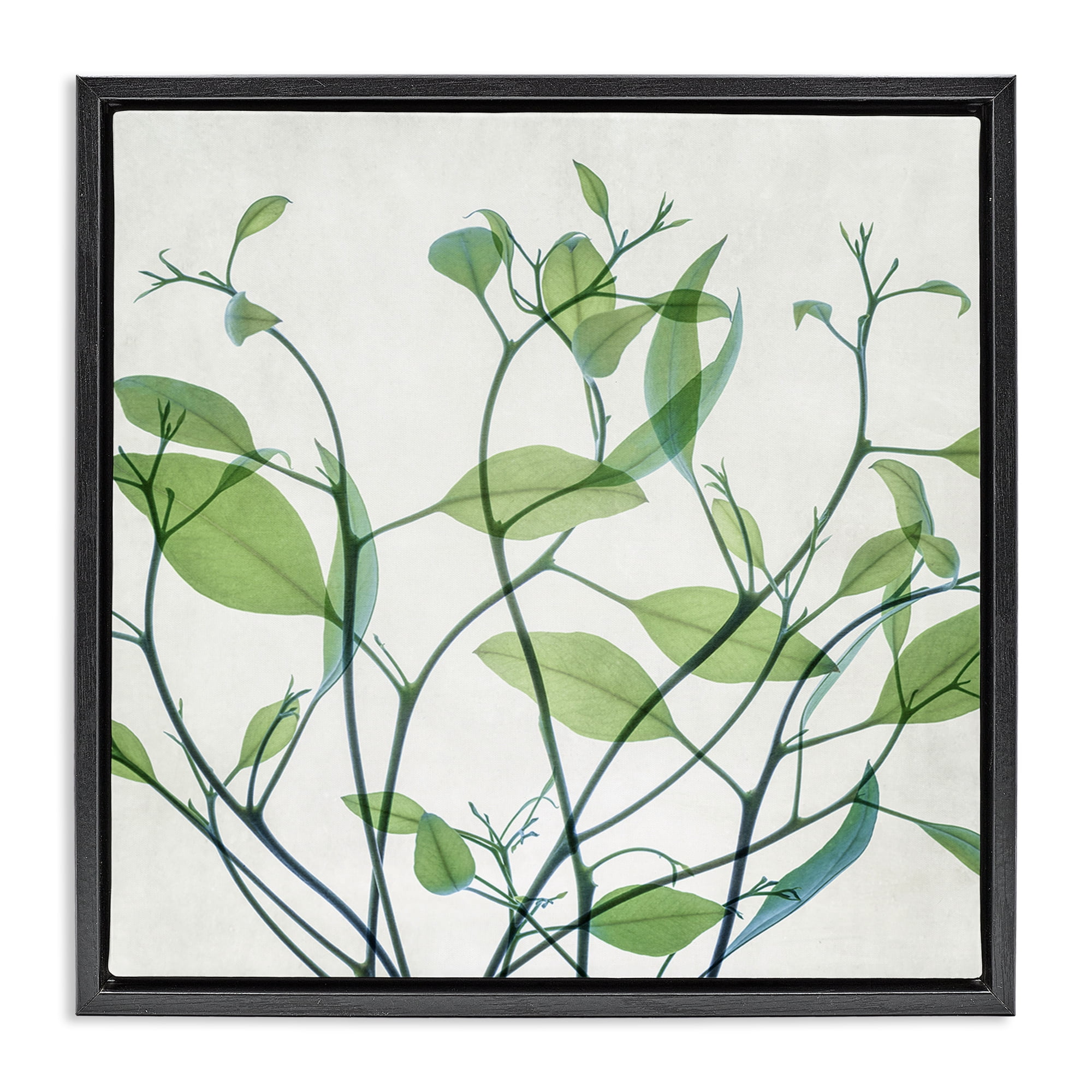 Stupell Industries Twisting Green Vines Botanical & Floral Painting Black Floater Framed Art Print Wall Art, 25 x 25