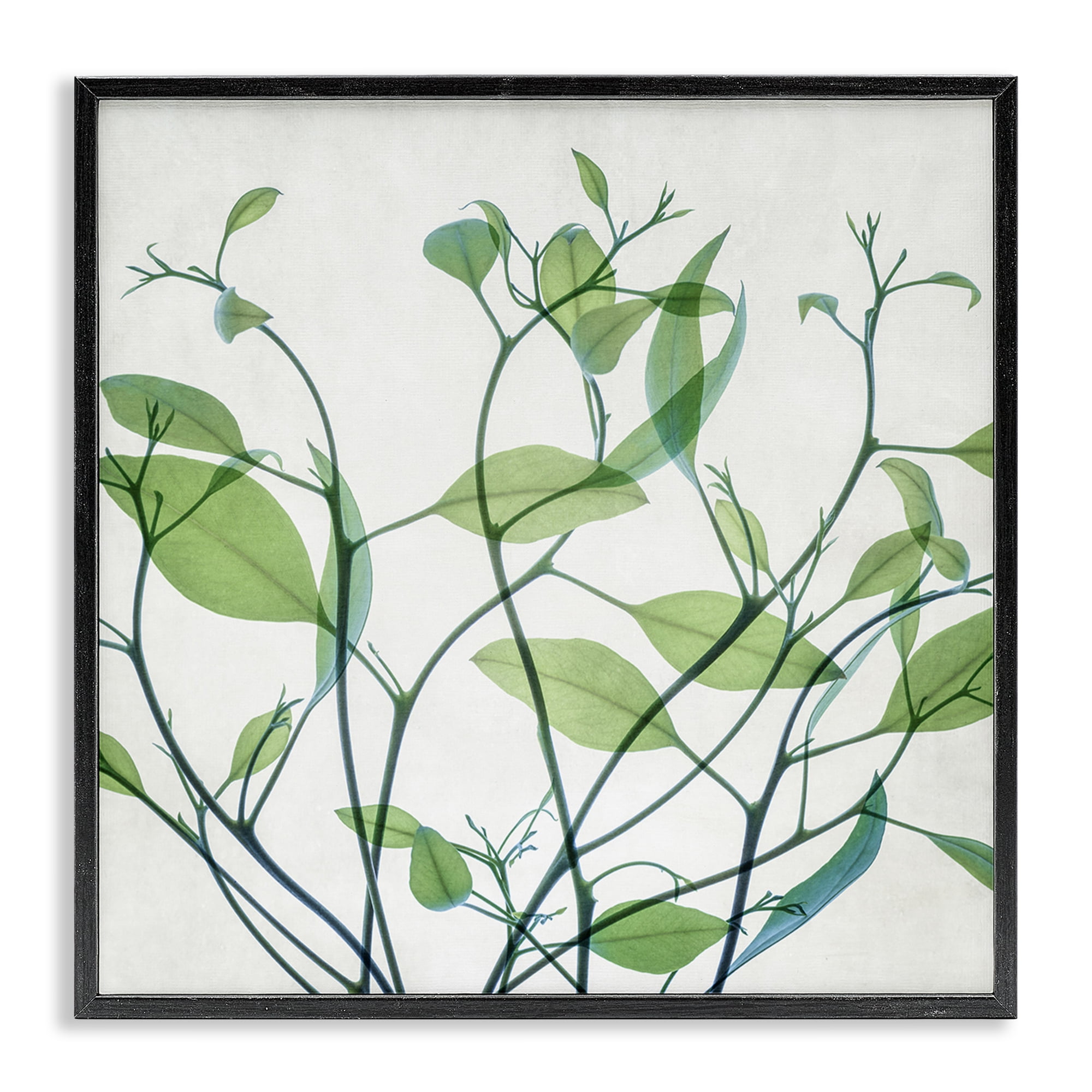 Stupell Industries Twisting Green Vines Botanical & Floral Painting Black Framed Art Print Wall Art, 24 x 24