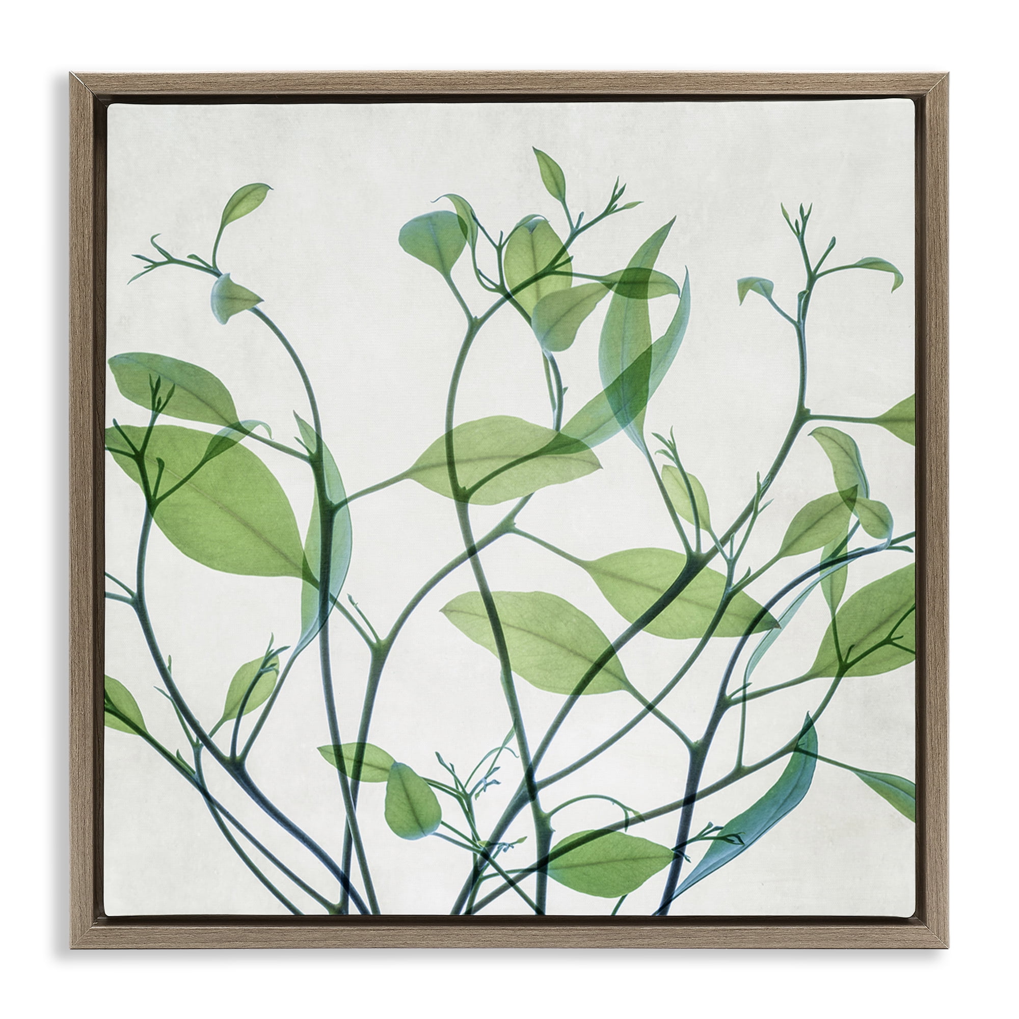 Stupell Industries Twisting Green Vines Botanical & Floral Painting Brown Floater Framed Art Print Wall Art, 25 x 25