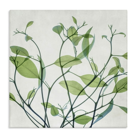 Stupell Industries Twisting Green Vines Botanical & Floral Painting Gallery Wrapped Canvas Art Print Wall Art, 17 x 17