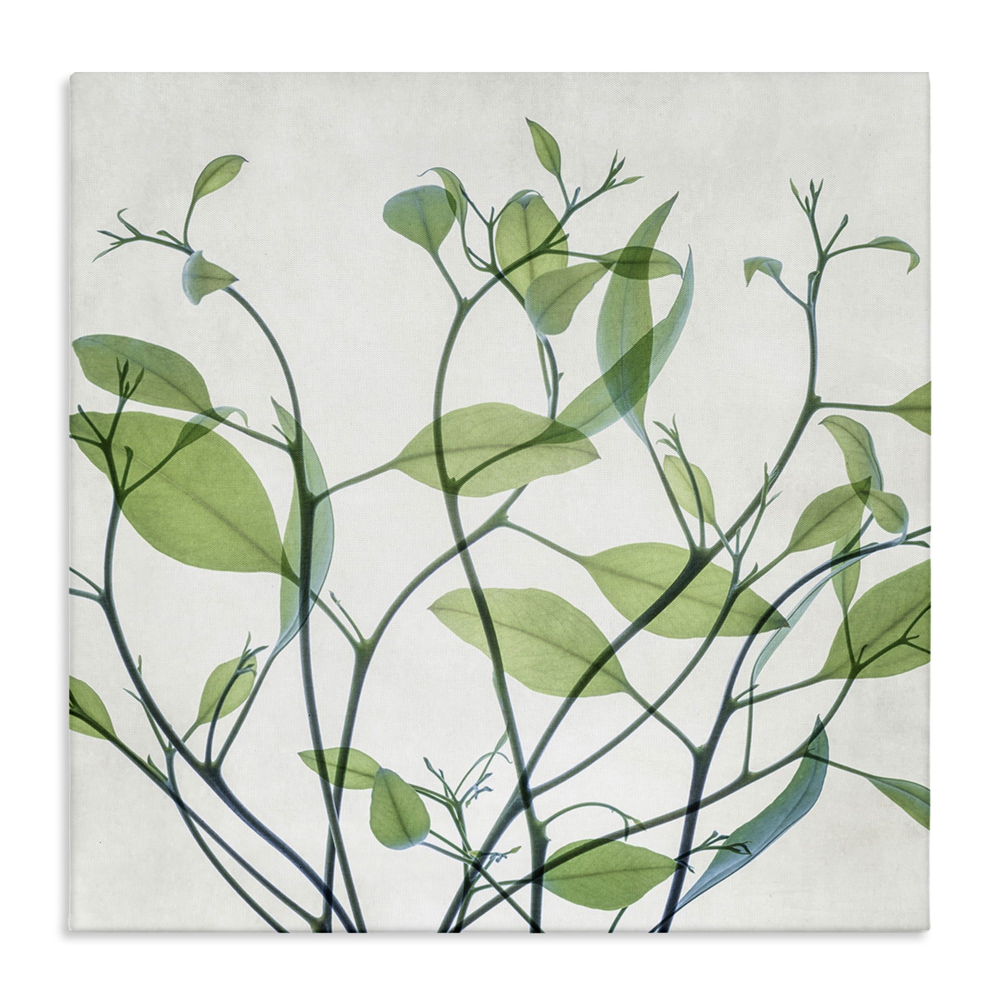 Stupell Industries Twisting Green Vines Botanical & Floral Painting Gallery Wrapped Canvas Art Print Wall Art, 24 x 24