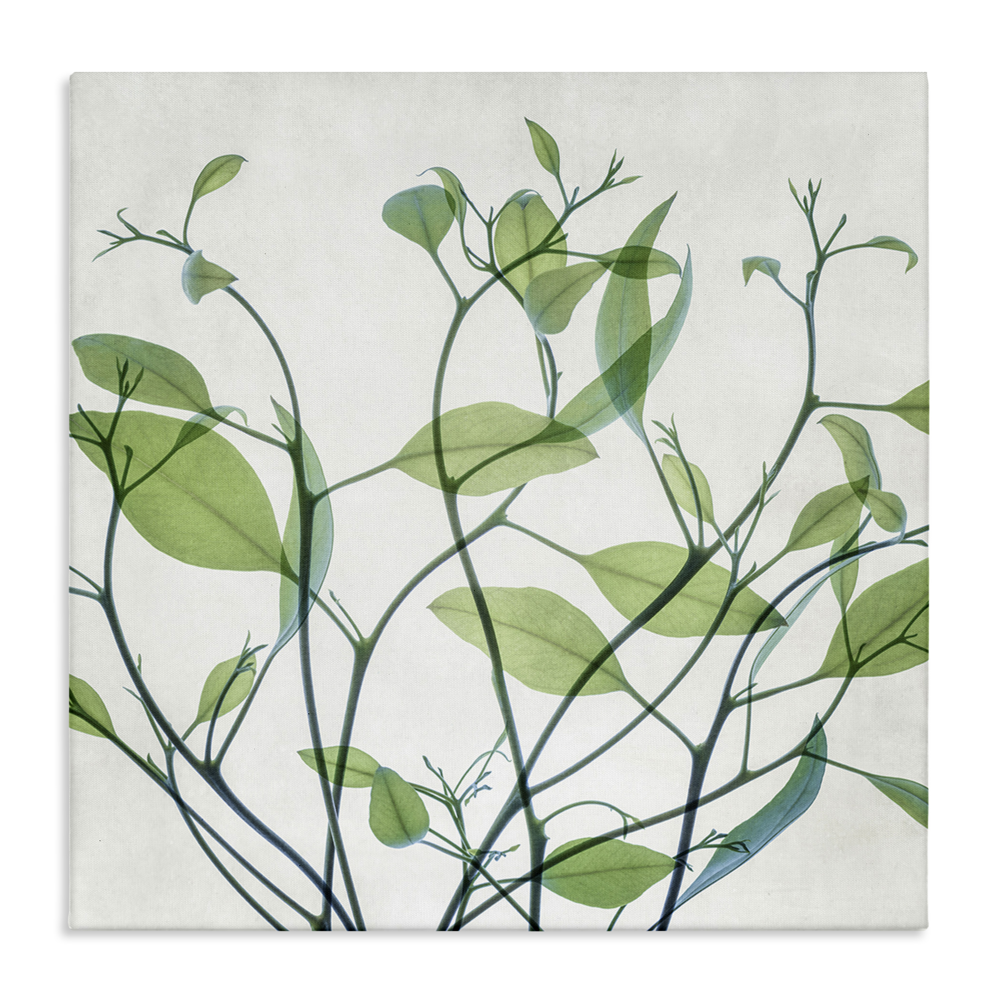 Stupell Industries Twisting Green Vines Botanical & Floral Painting Gallery Wrapped Canvas Art Print Wall Art, 36 x 36