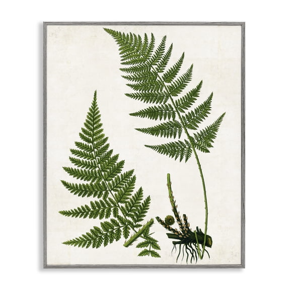 Stupell Industries Two Ferns Nature Study Plants & Flowers Painting Gray Framed Art Print Wall Art, 11 x 14