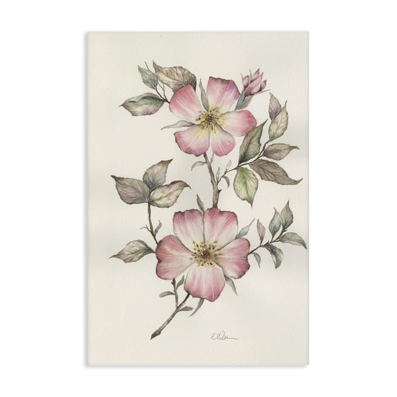 Stupell Industries French Country Two Flowers Natural Study Canvas Art, 16 x 24, by Cady Driver