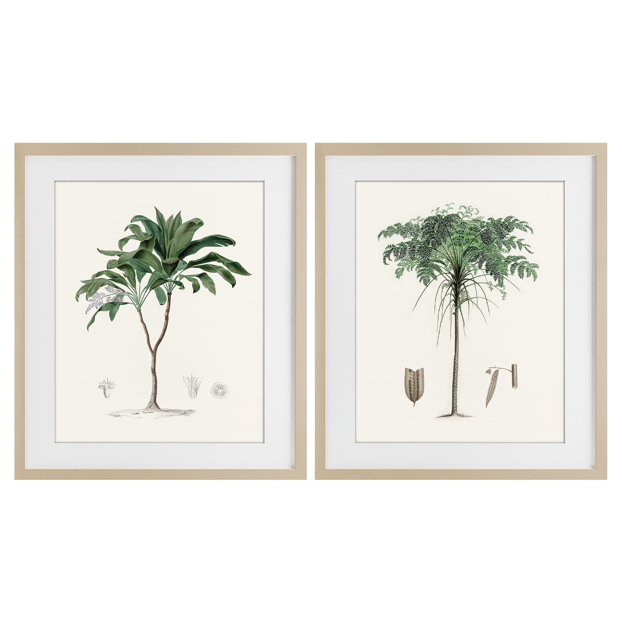Stupell Industries Two Types of Palms 2 Piece Birch Framed Print Under Glass Set, design by Val Rhodes