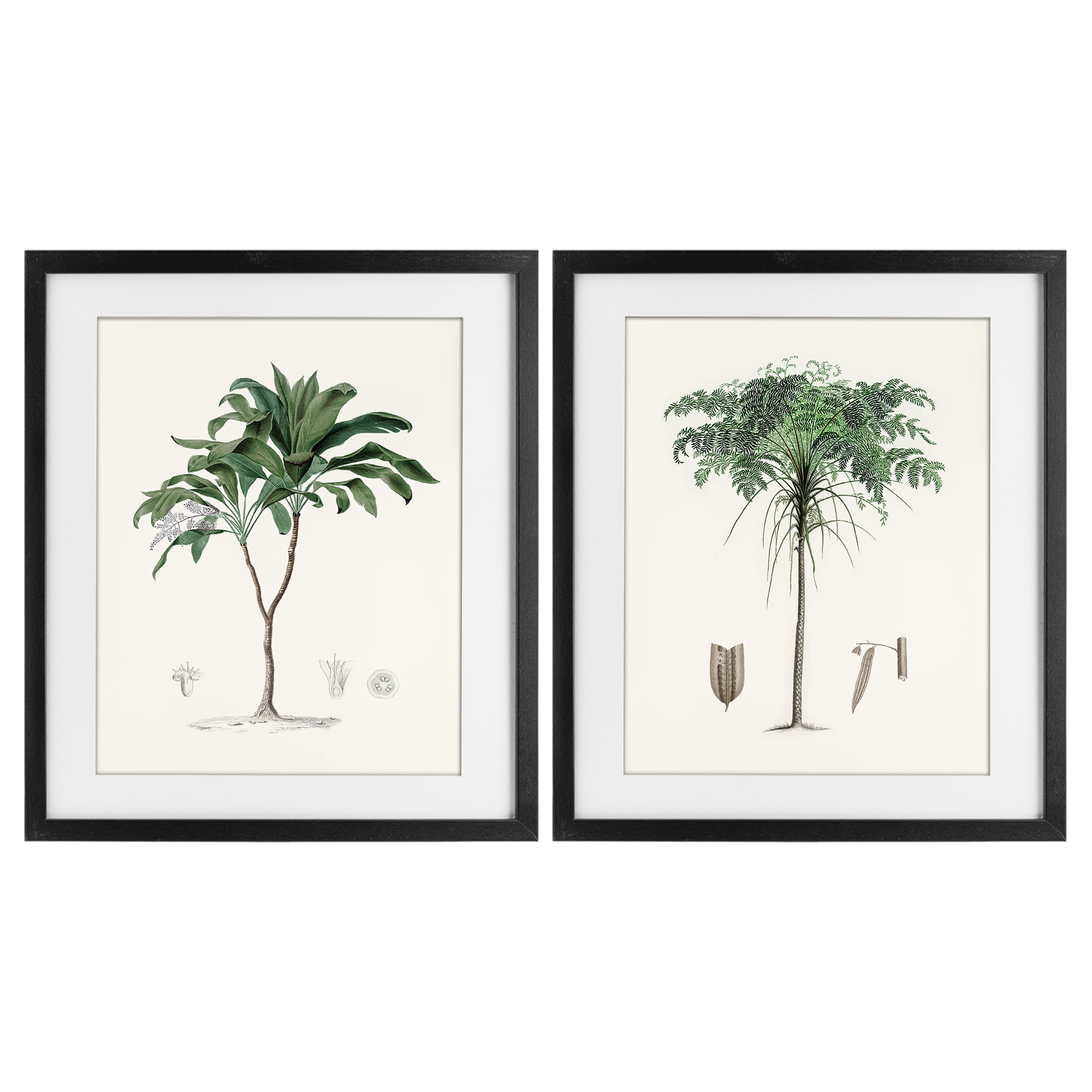 Stupell Industries Two Types of Palms 2 Piece Black Framed Print Under Glass Set, design by Val Rhodes