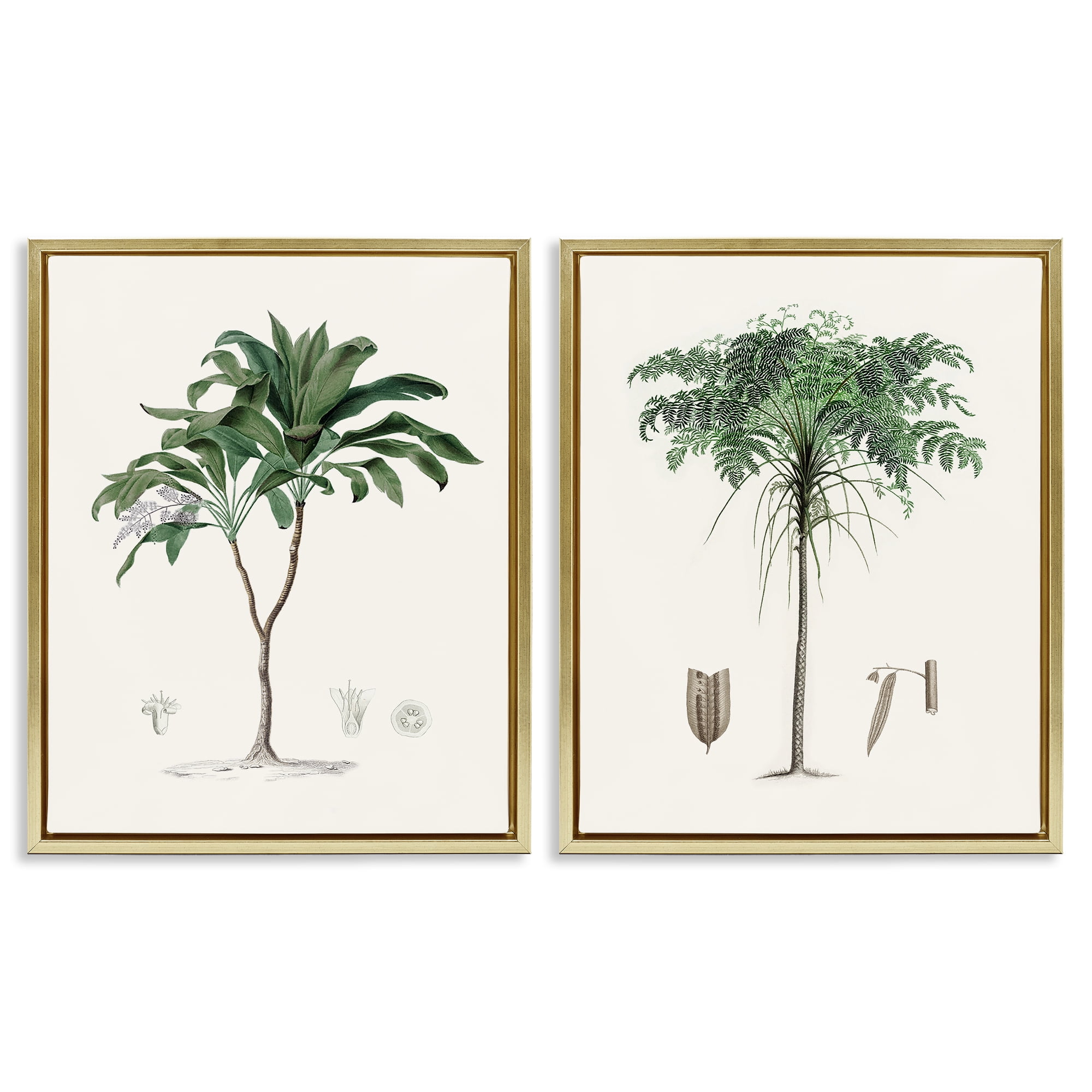 Stupell Industries Two Types of Palms 2 Piece Gold Framed Floater Canvas Set, design by Val Rhodes