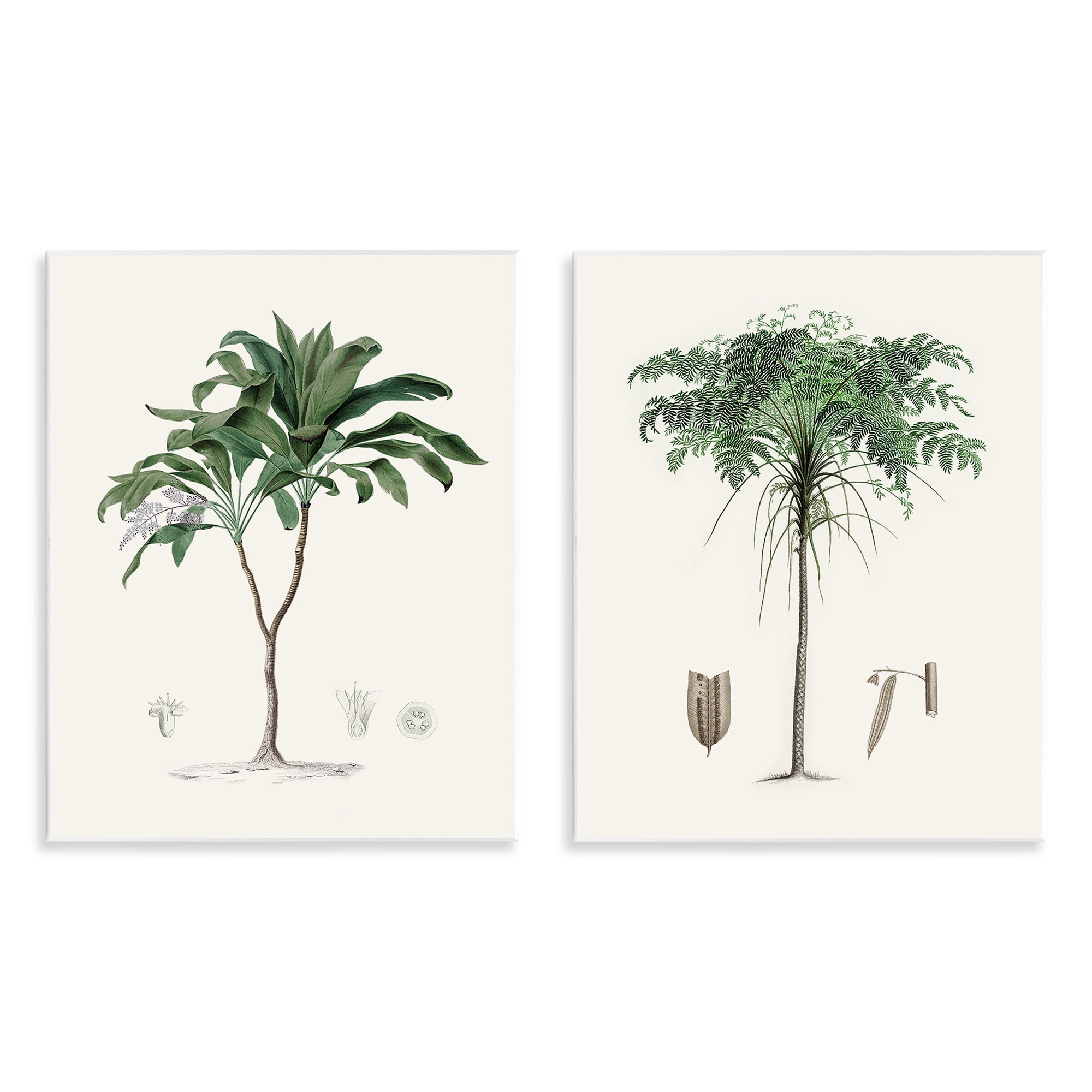 Stupell Industries Two Types of Palms 2 Piece Wall Plaque Art Set, design by Val Rhodes