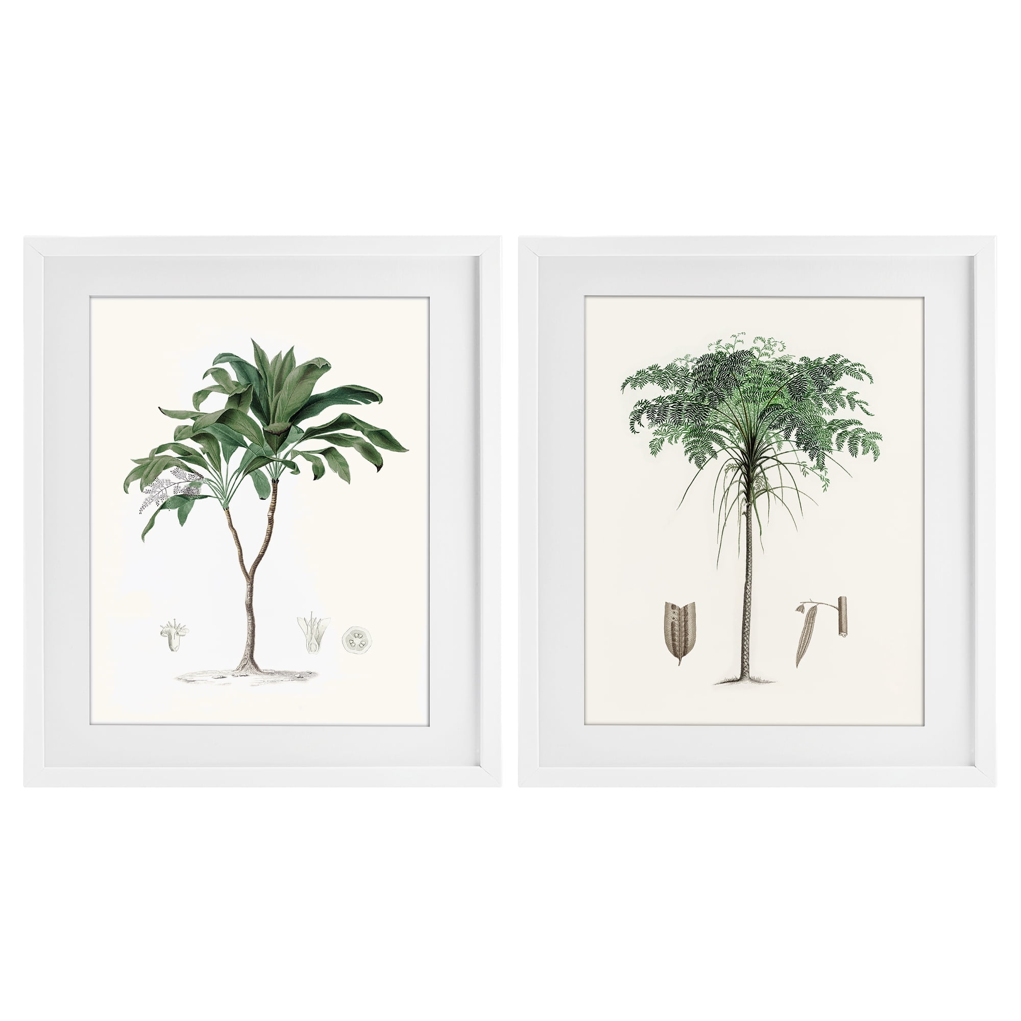 Stupell Industries Two Types of Palms 2 Piece White Framed Print Under Glass Set, design by Val Rhodes