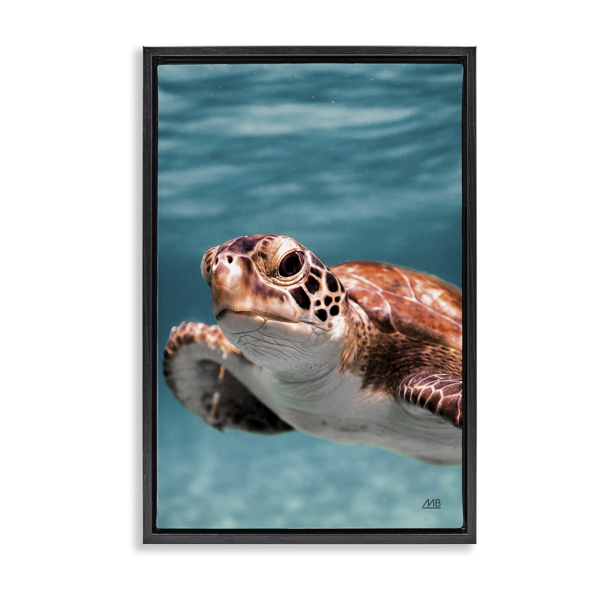Stupell Industries Underwater Sea Turtle Swim Animals Photography Black Floater Framed Canvas Art Print Wall Art, 21 x 31