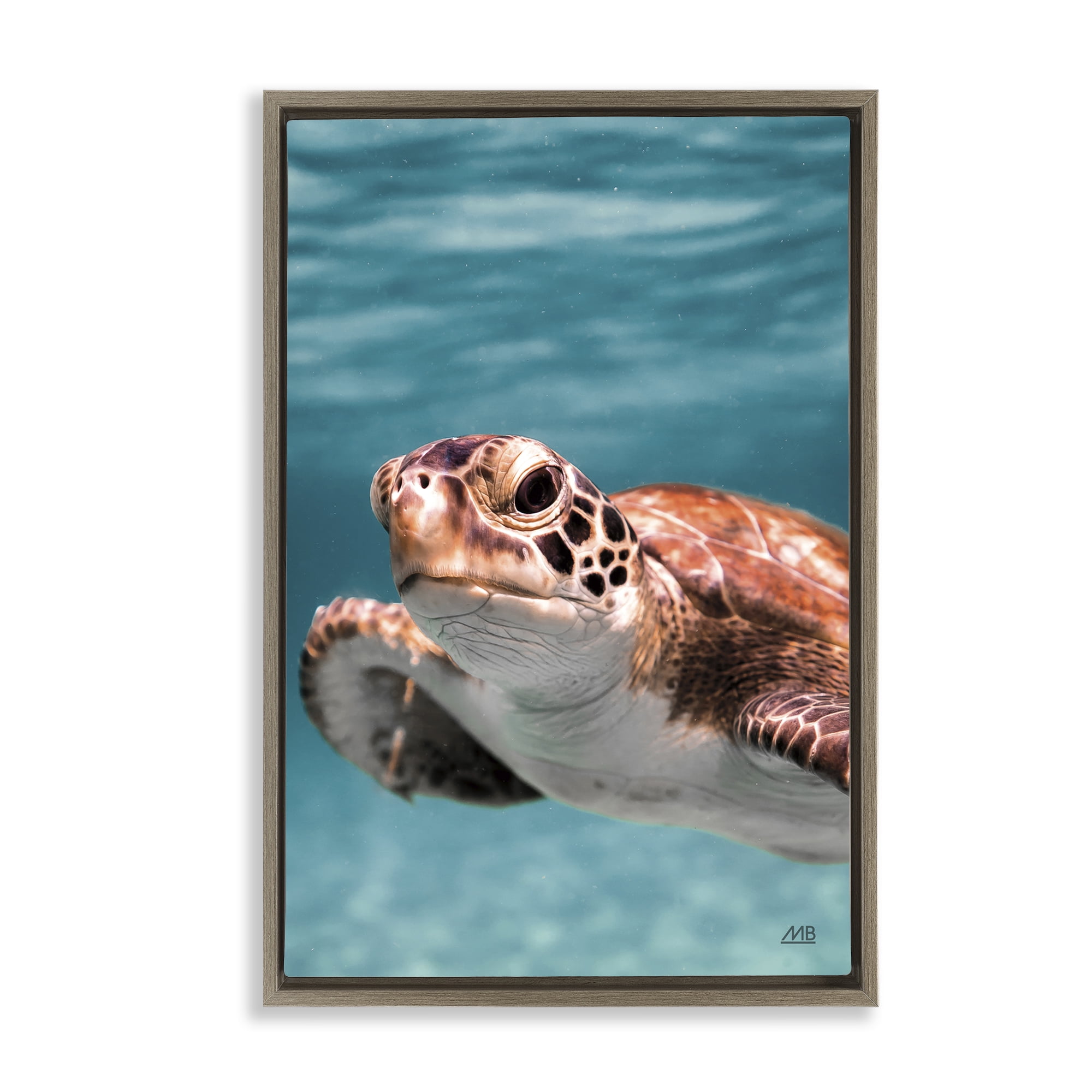 Stupell Industries Underwater Sea Turtle Swim Animals Photography Brown Floater Framed Canvas Art Print Wall Art, 17 x 25