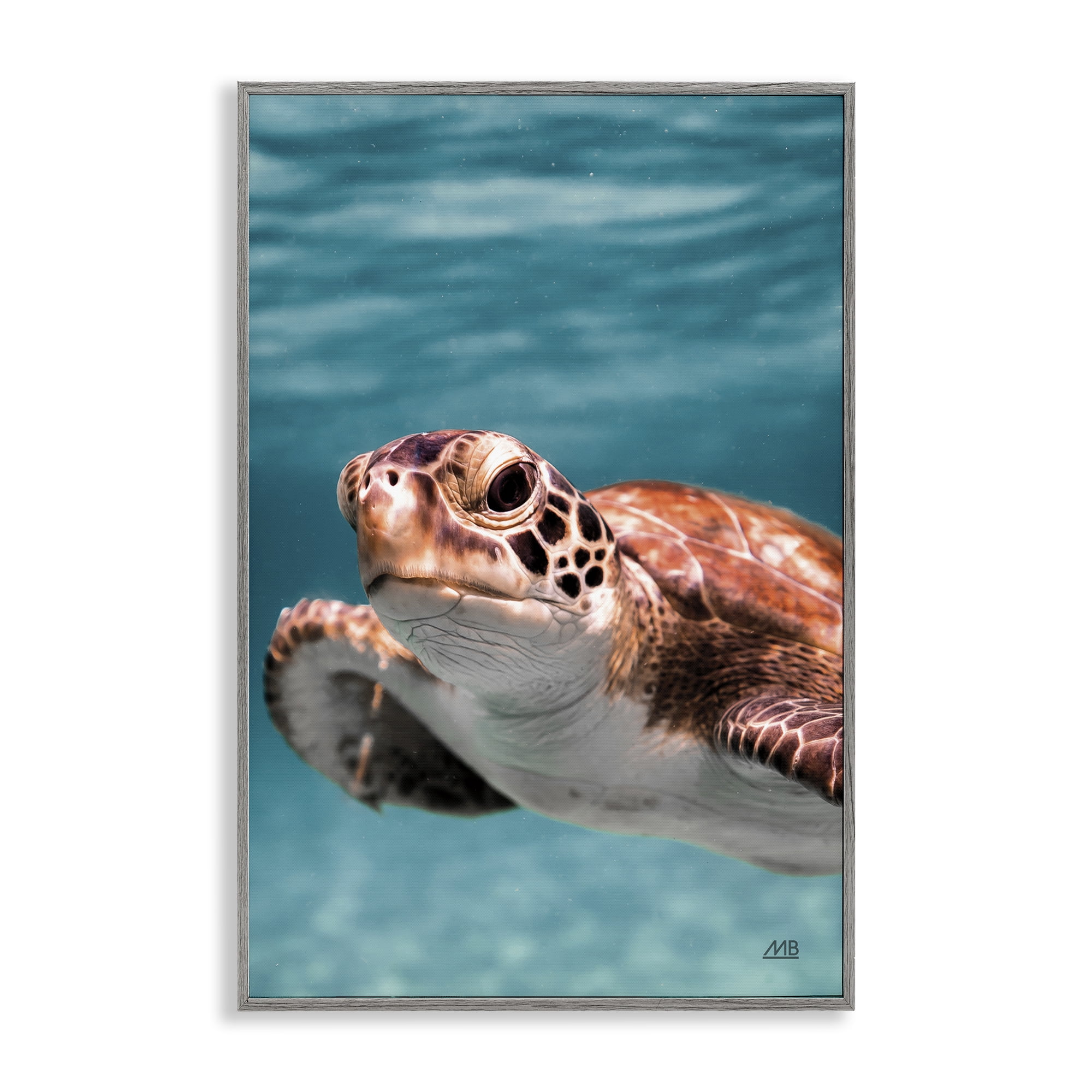 Stupell Industries Underwater Sea Turtle Swim Animals Photography Gray Framed Art Print Wall Art, 12 x 18
