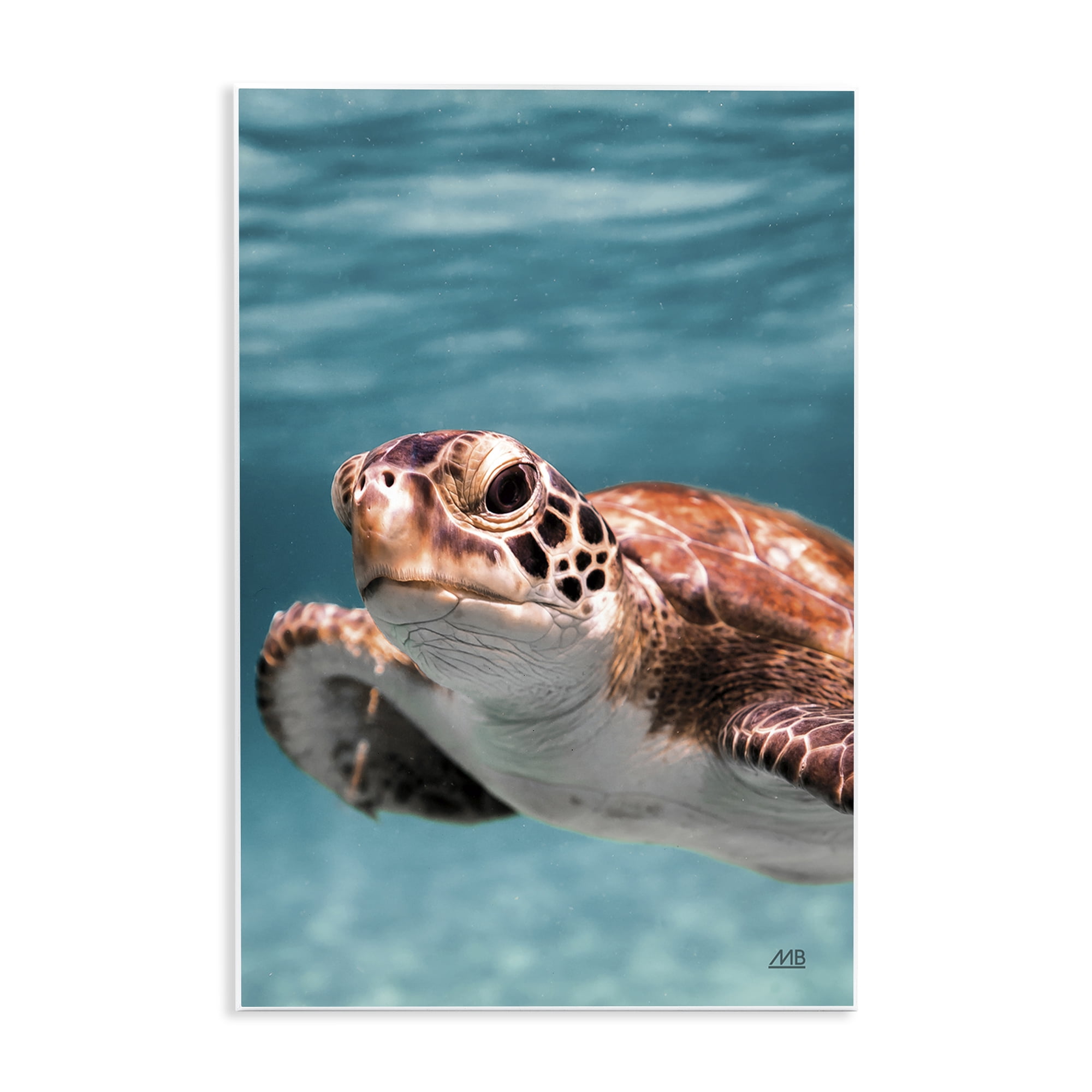 Stupell Industries Underwater Sea Turtle Swim Animals Photography Unframed Art Print Wall Art, 13 x 19