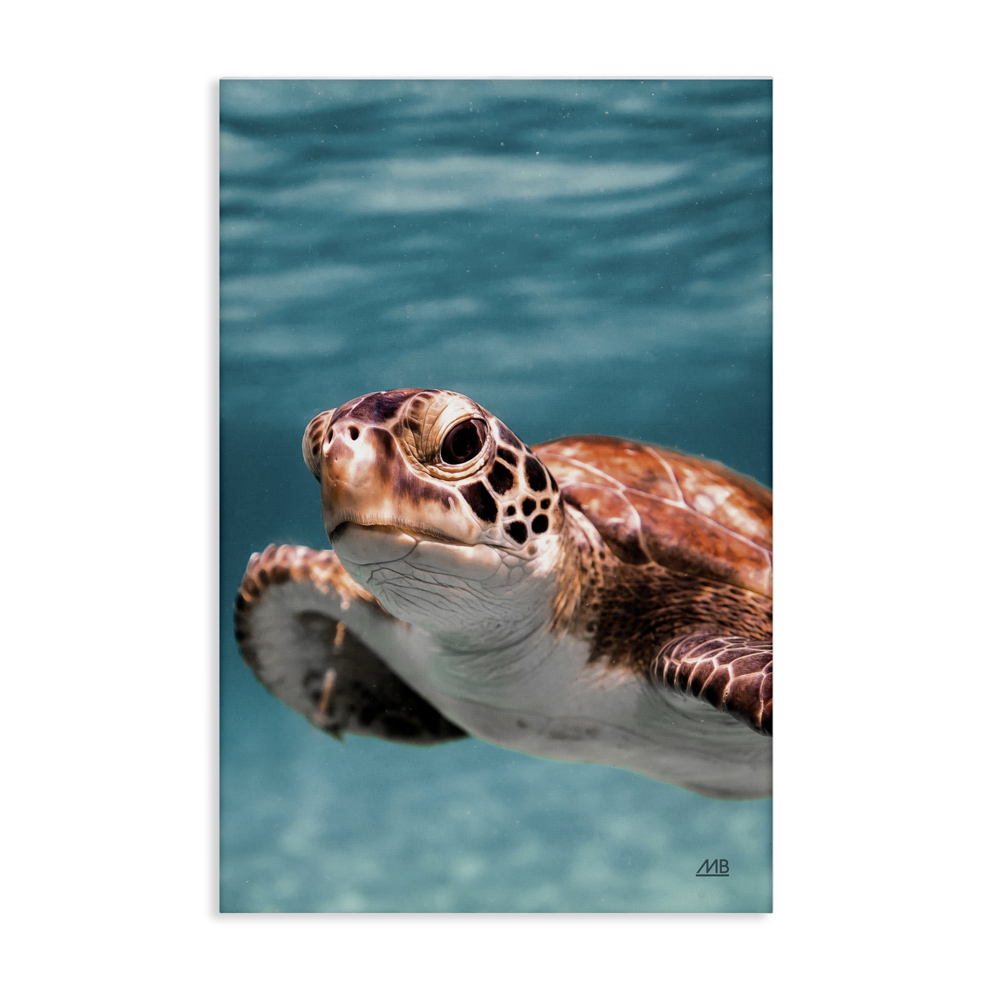 Stupell Industries Underwater Sea Turtle Swim Animals Photography Wrapped Canvas Art Print Wall Art, 24 x 36