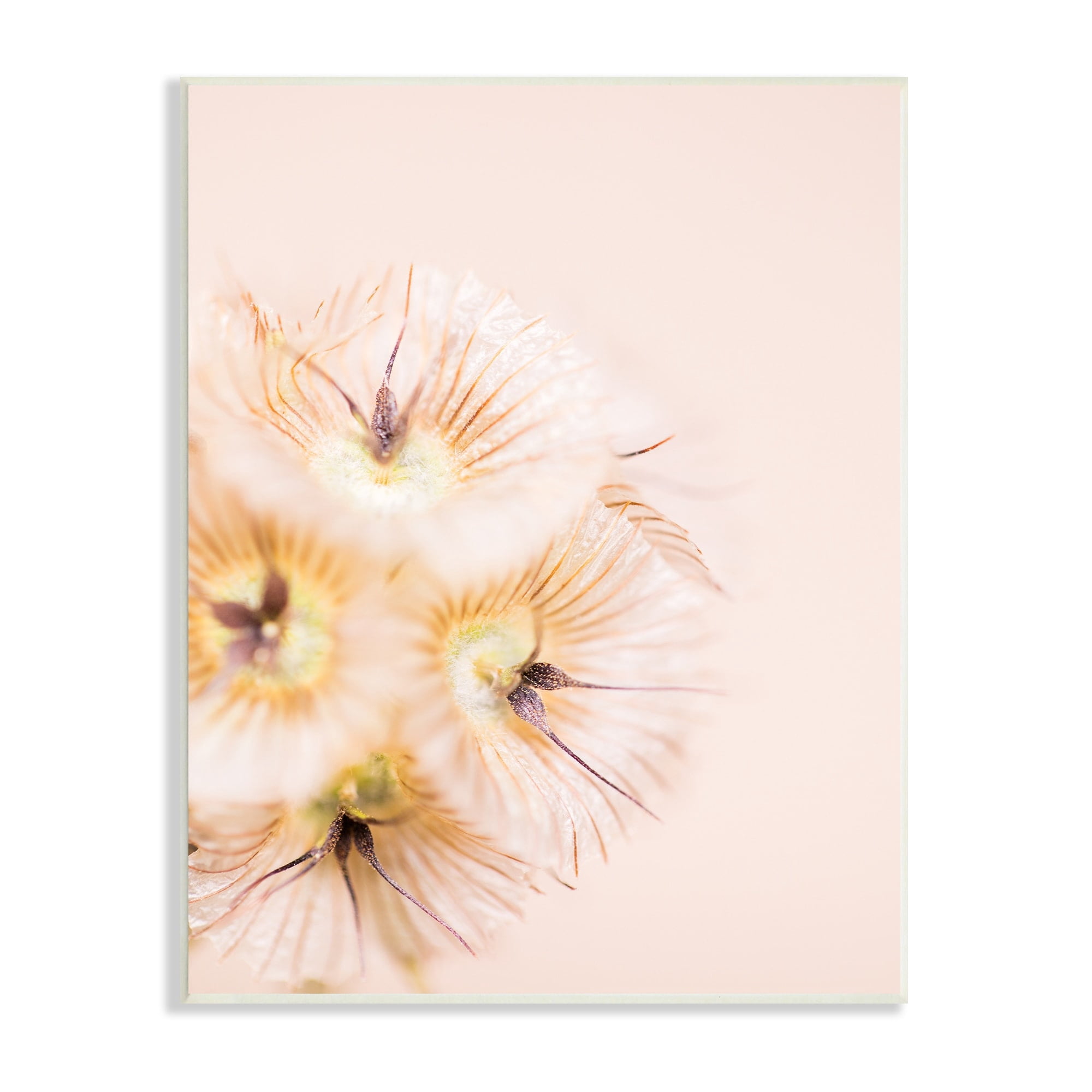 Stupell Industries Unique Florals Blooming Bleach Blonde Petals Abstract Photography, 10 x 15,Design by Renee W. Stramel