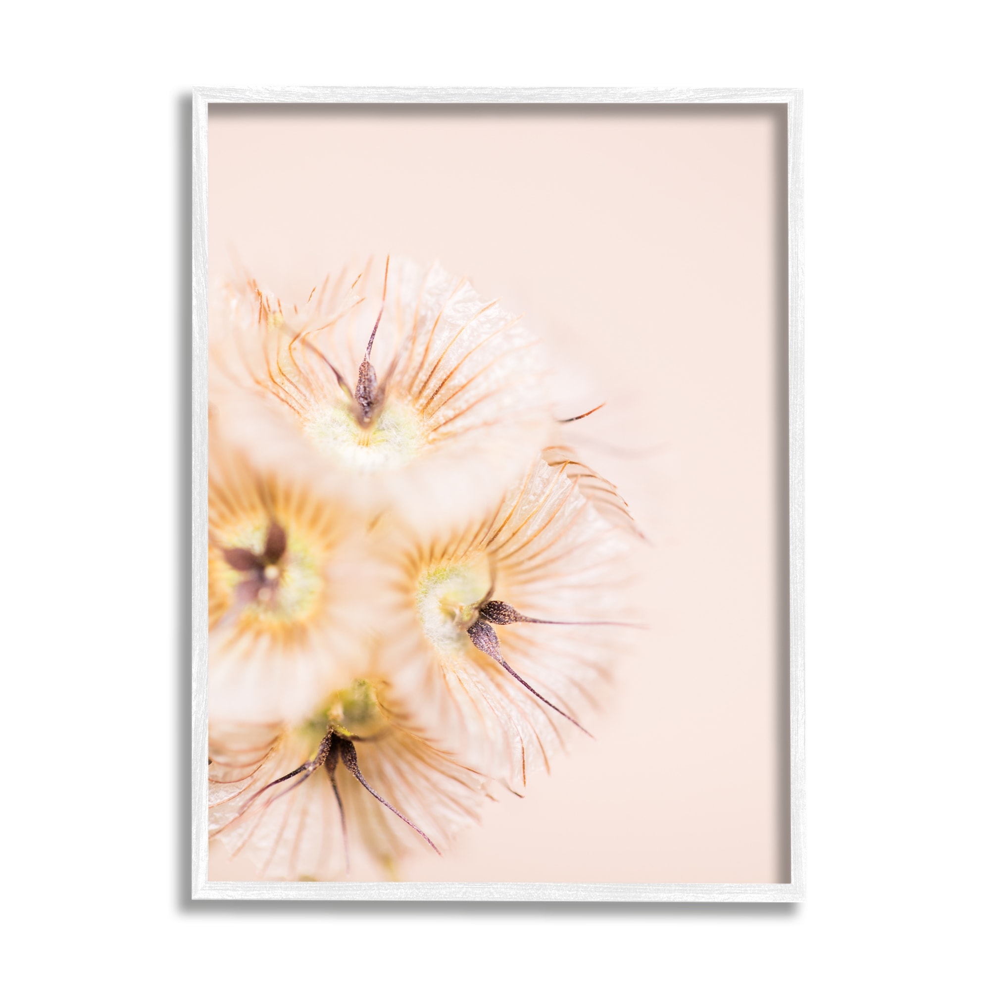 Stupell Industries Unique Florals Blooming Bleach Blonde Petals Abstract Photography, 11 x 14,Design by Renee W. Stramel
