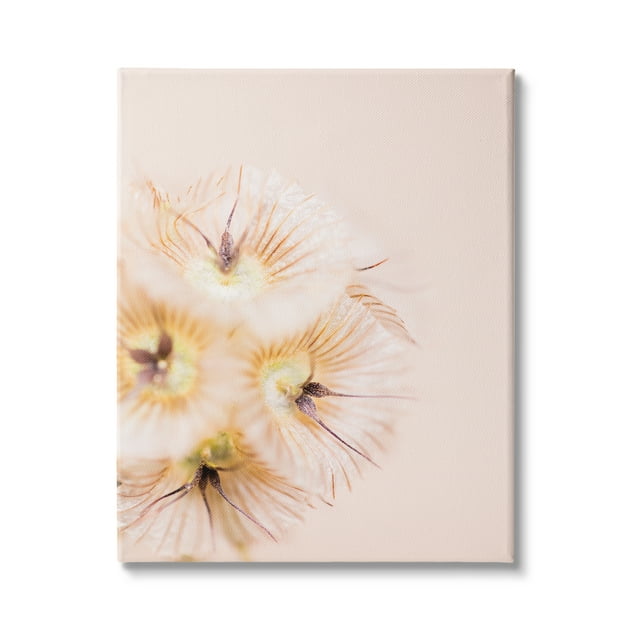 Stupell Industries Unique Florals Blooming Bleach Blonde Petals Abstract Photography, 24 x 30,Design by Renee W. Stramel