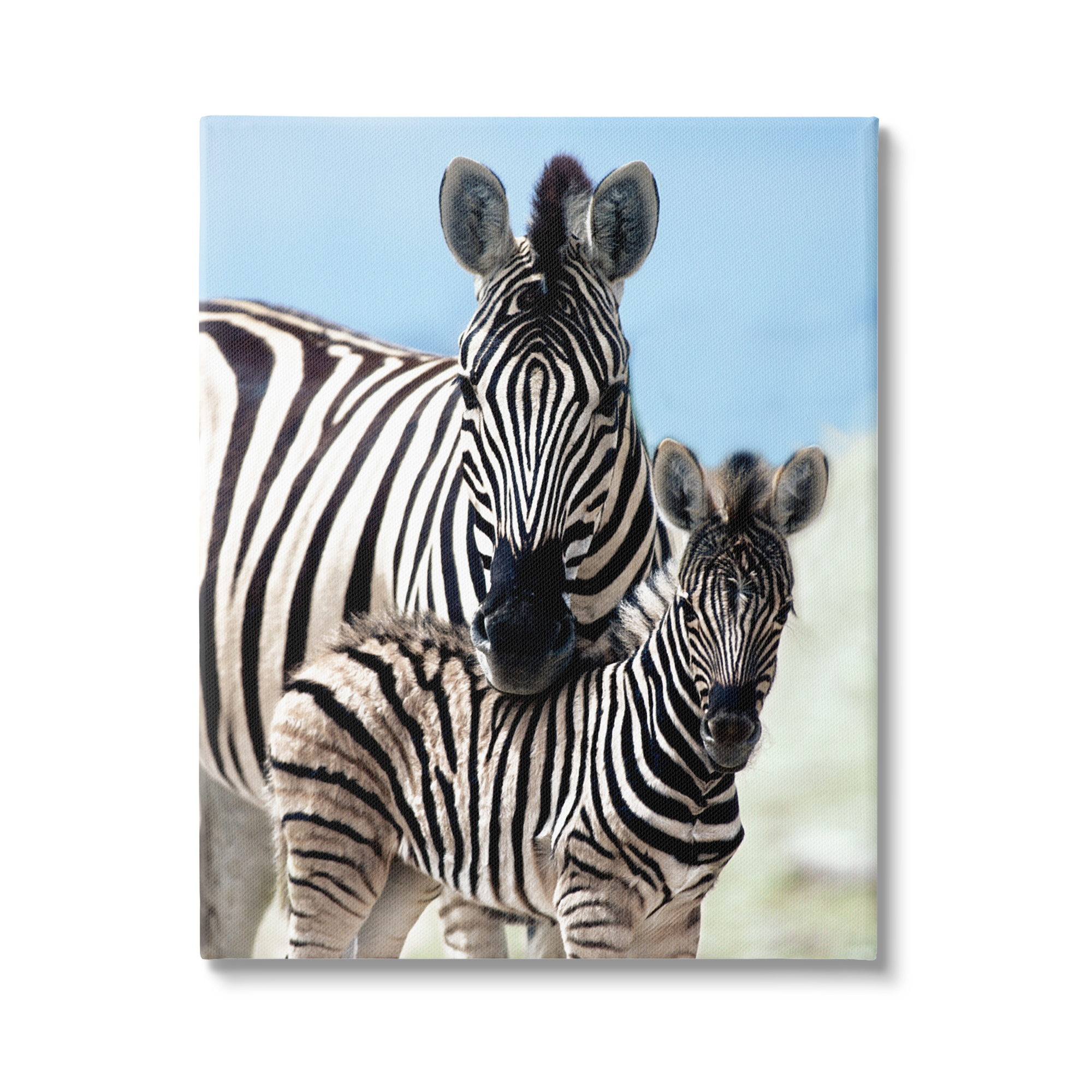Stupell Industries Uplifting Zebra Family Mother Child Savanna Animals Photograph Gallery Wrapped Canvas Print Wall Art, Design by Danita Delimont