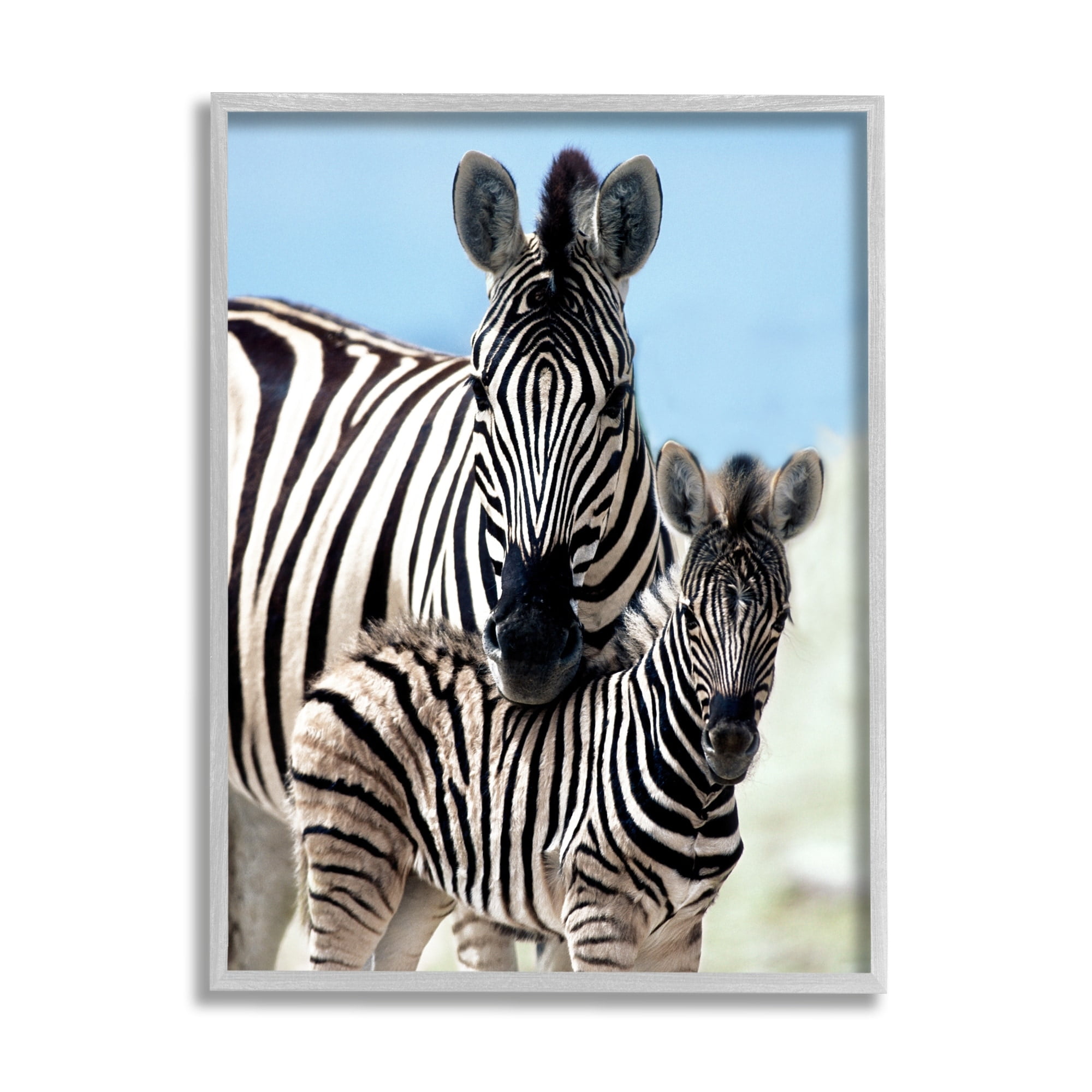 Stupell Industries Uplifting Zebra Family Mother Child Savanna Animals Photograph Gray Framed Art Print Wall Art, Design by Danita Delimont