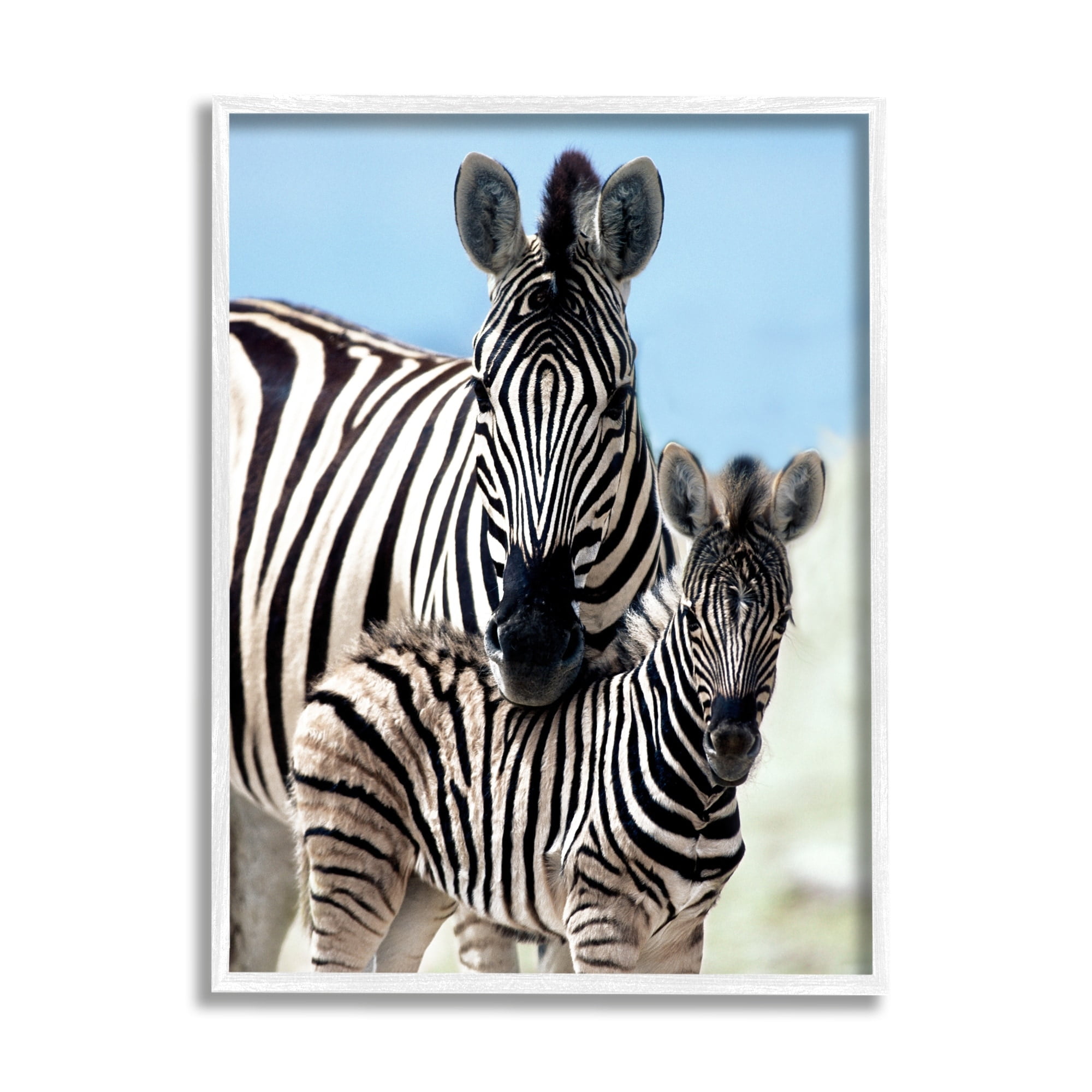 Stupell Industries Uplifting Zebra Family Mother Child Savanna Animals Photograph White Framed Art Print Wall Art, Design by Danita Delimont