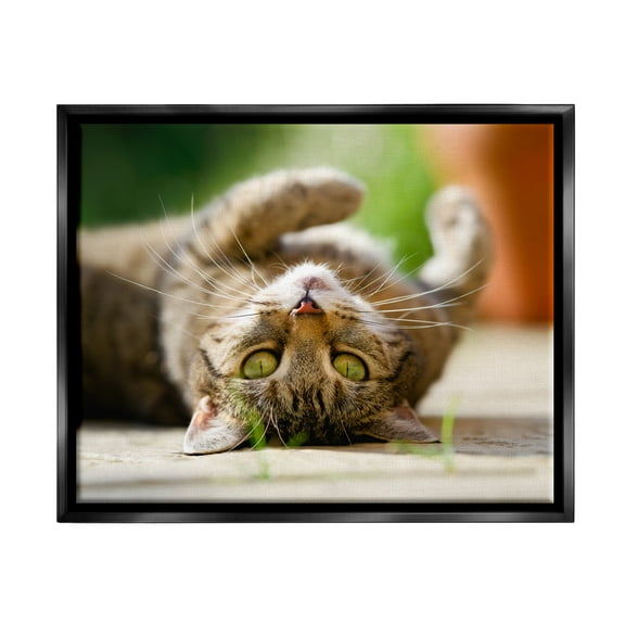 Stupell Industries Upside Down Cat Portrait Animals & Insects Photography Black Floater Framed Canvas Art Print Wall Art, 21 x 17