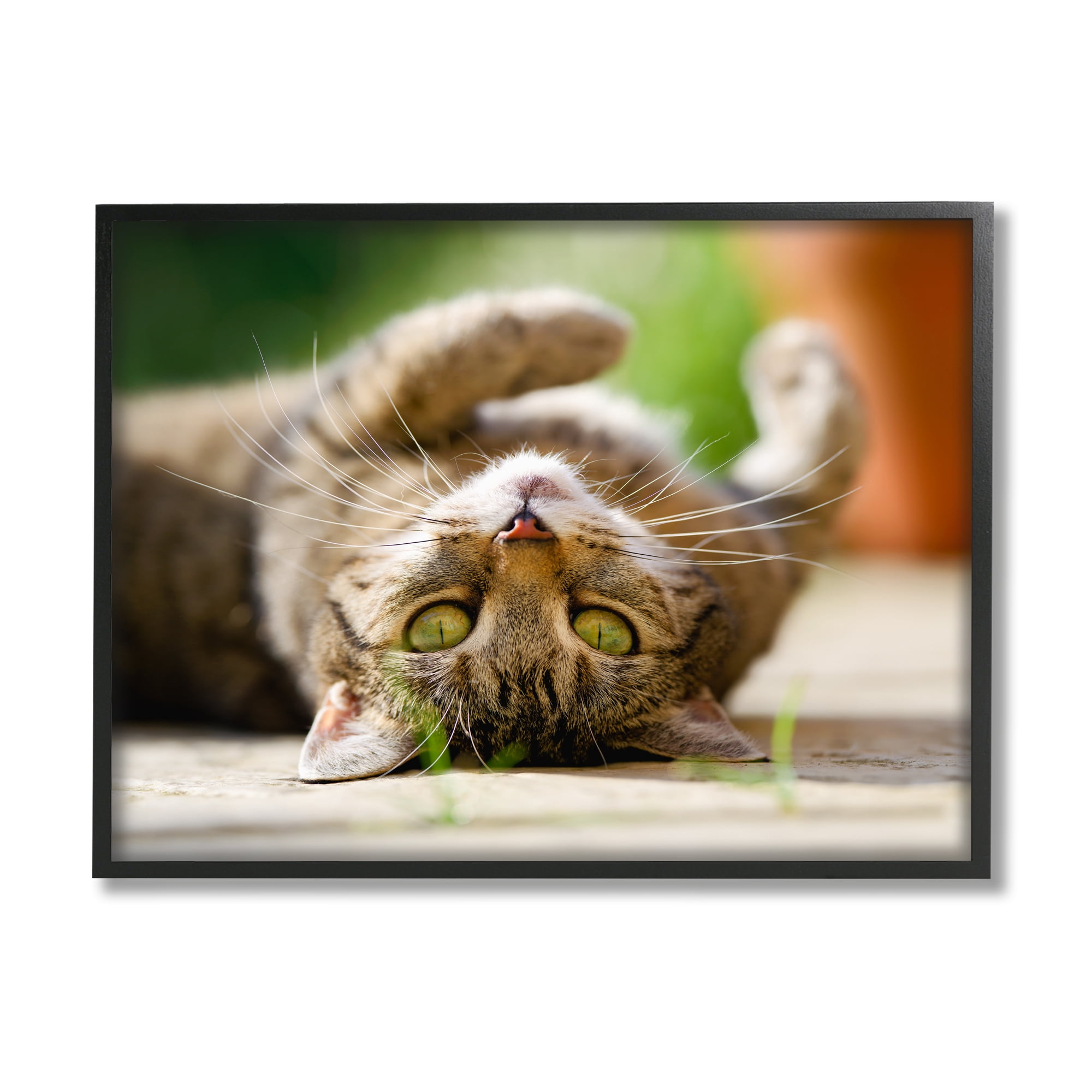 Stupell Industries Upside Down Cat Portrait Animals & Insects Photography Black Framed Art Print Wall Art, 30 x 24