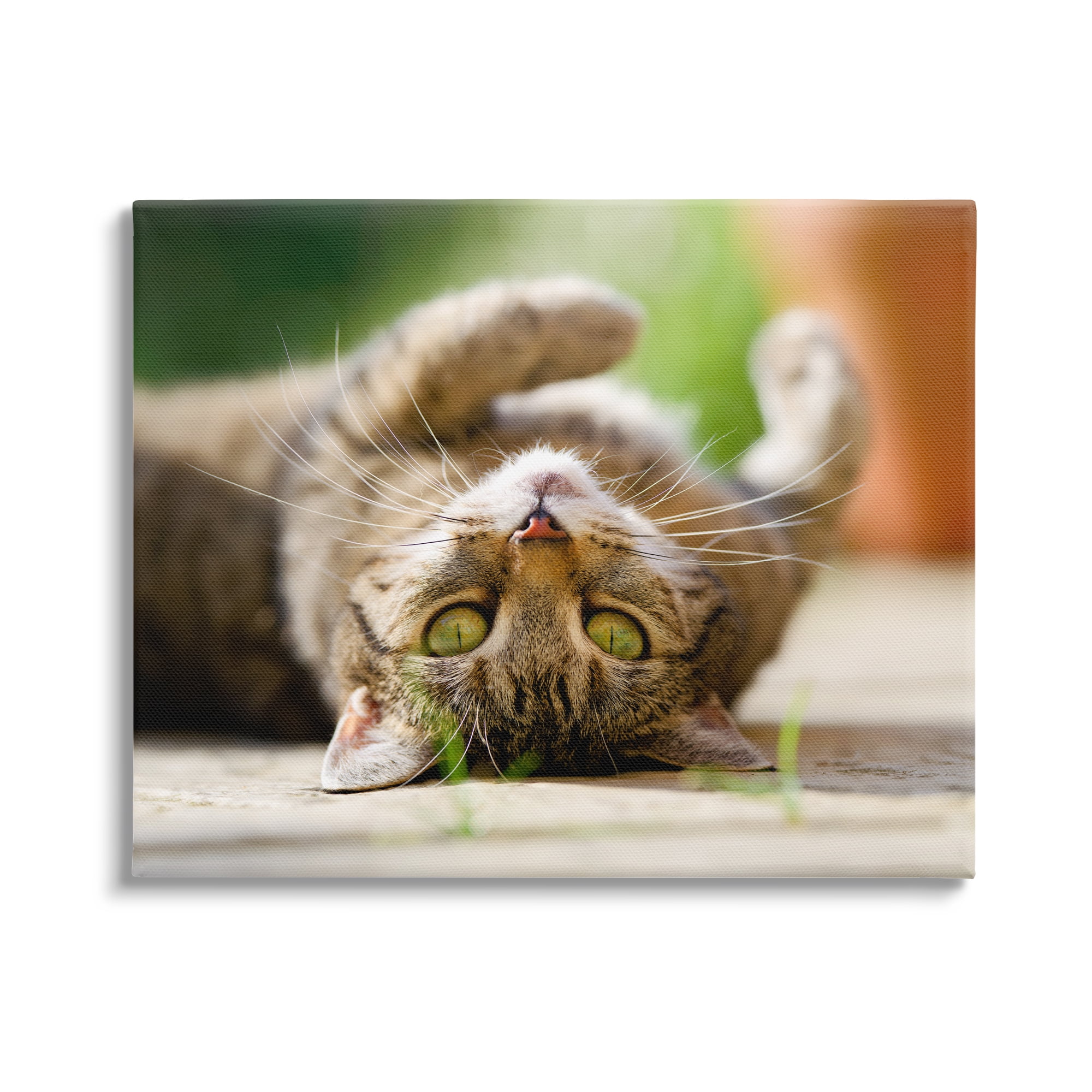 Stupell Industries Upside Down Cat Portrait Animals & Insects Photography Gallery Wrapped Canvas Art Print Wall Art, 30 x 24