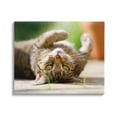 thumbnail image 1 of Stupell Industries Upside Down Cat Portrait Animals & Insects Photography Gallery Wrapped Canvas Art Print Wall Art, 40 x 30, 1 of 8