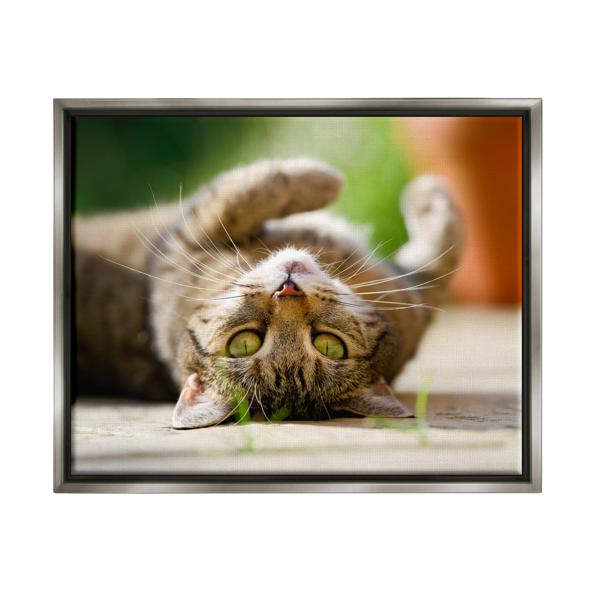 Stupell Industries Upside Down Cat Portrait Animals & Insects Photography Gray Floater Framed Canvas Art Print Wall Art, 31 x 25