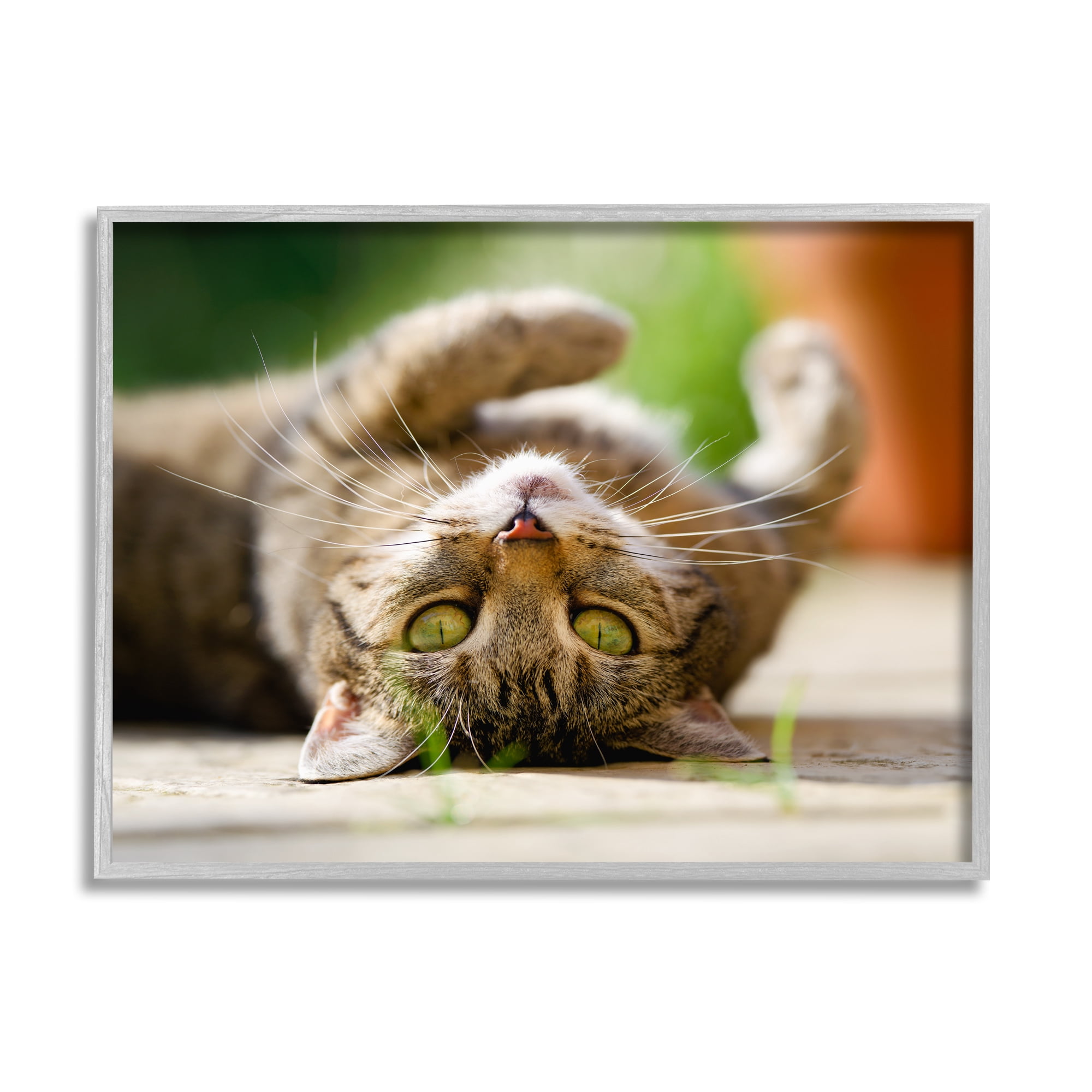 Stupell Industries Upside Down Cat Portrait Animals & Insects Photography Gray Framed Art Print Wall Art, 30 x 24