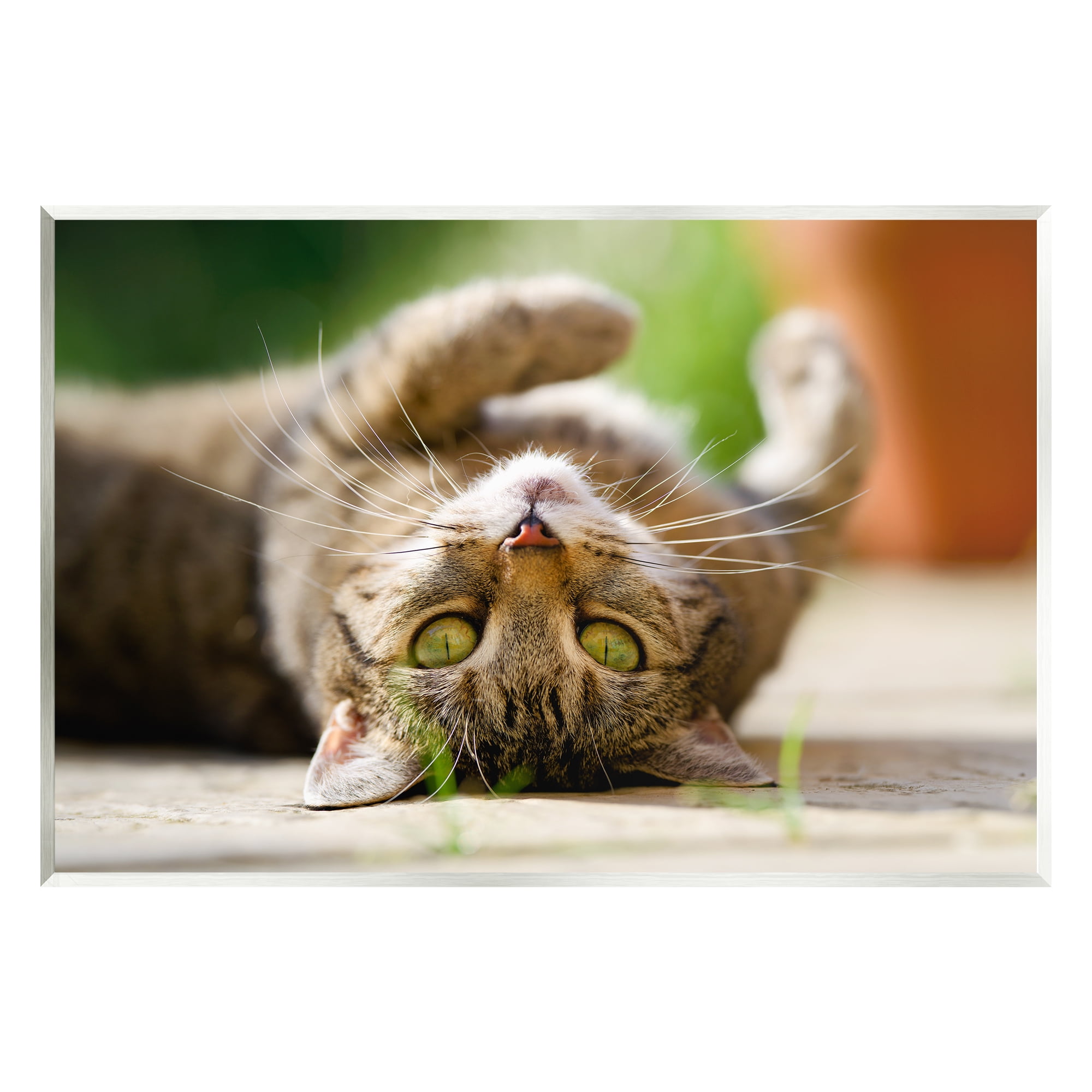 Stupell Industries Upside Down Cat Portrait Animals & Insects Photography Unframed Art Print Wall Art, 19 x 13