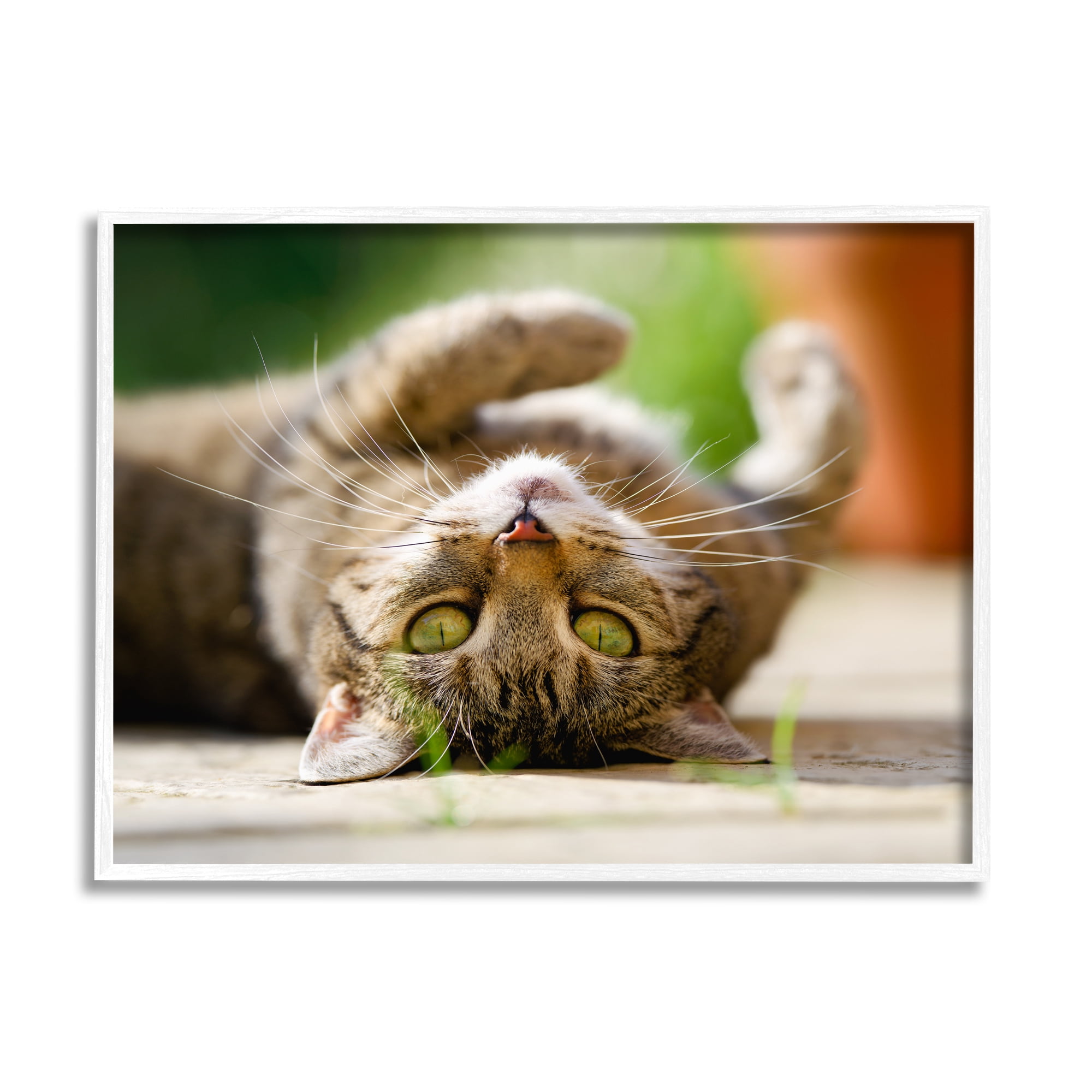 Stupell Industries Upside Down Cat Portrait Animals & Insects Photography White Framed Art Print Wall Art, 14 x 11