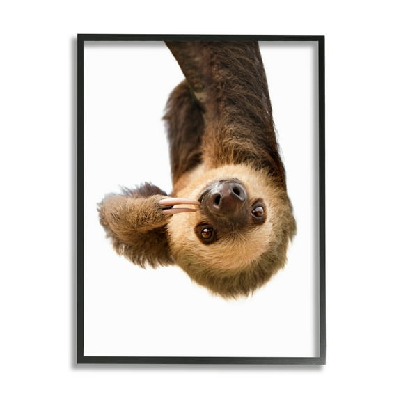 Stupell Industries Upside-down Sloth Portrait Animals & Insects Painting Black Framed Art Print Wall Art, 11 x 14