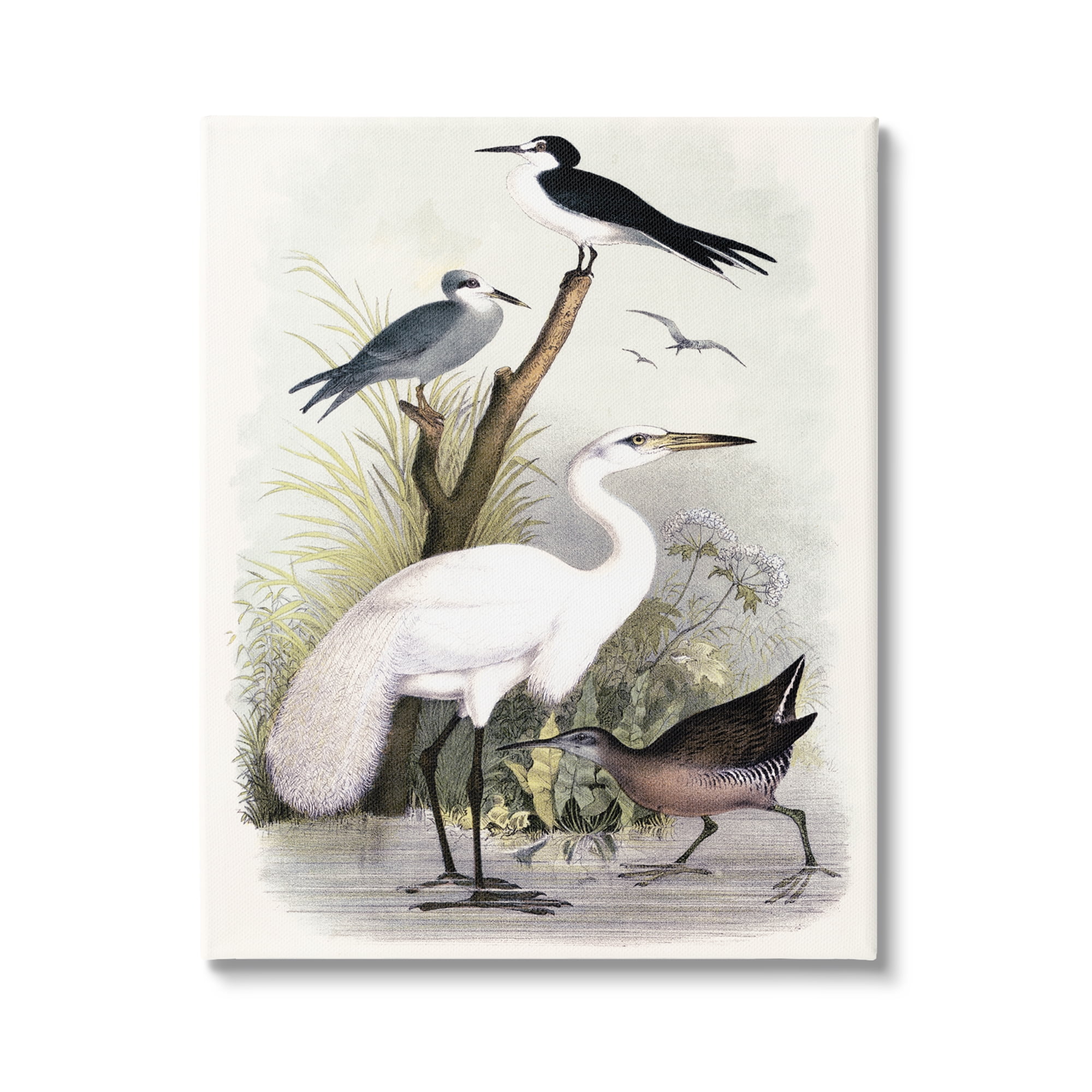 Stupell Industries Varied Crane Birds Gathered Riverbank Stream Botanicals Painting Gallery Wrapped Canvas Print Wall Art, Design by Piddix