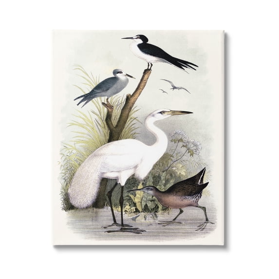 Stupell Industries Varied Crane Birds Gathered Riverbank Stream Botanicals Painting Gallery Wrapped Canvas Print Wall Art, Design by Piddix