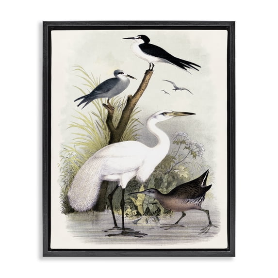 Stupell Industries Traditional Varied Crane Birds Gathered Riverbank Stream Botanicals Black Floating Frame Canvas Art, 25 x 31, by Piddix