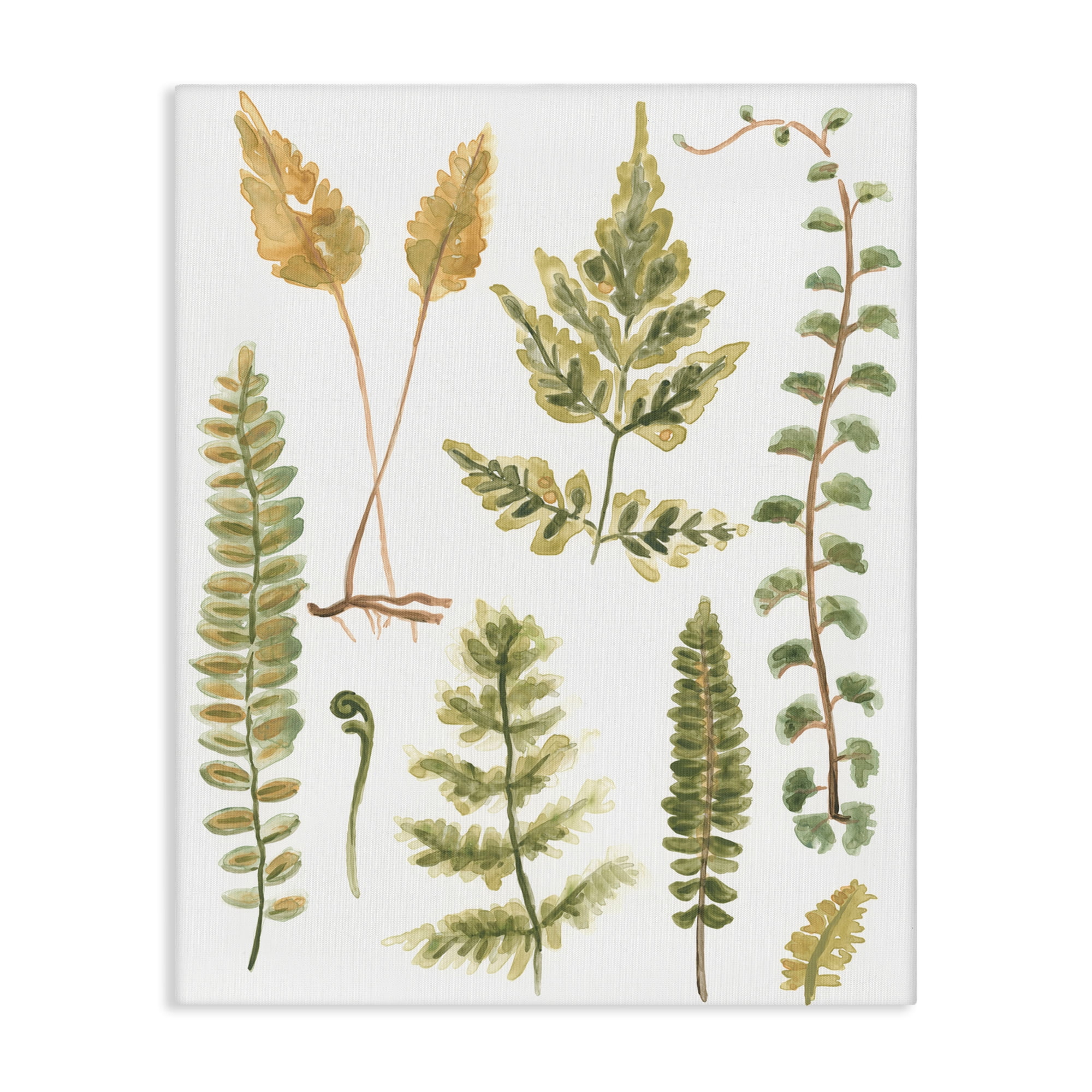 Stupell Industries Varied Fern Leaves Botanical & Floral Painting Gallery Wrapped Canvas Art Print Wall Art, 16 x 20