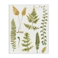 thumbnail image 1 of Stupell Industries Varied Fern Leaves Botanical & Floral Painting Gallery Wrapped Canvas Art Print Wall Art, 30 x 40, 1 of 8