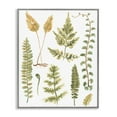 thumbnail image 1 of Stupell Industries Varied Fern Leaves Botanical & Floral Painting Gray Framed Art Print Wall Art, 16 x 20, 1 of 10