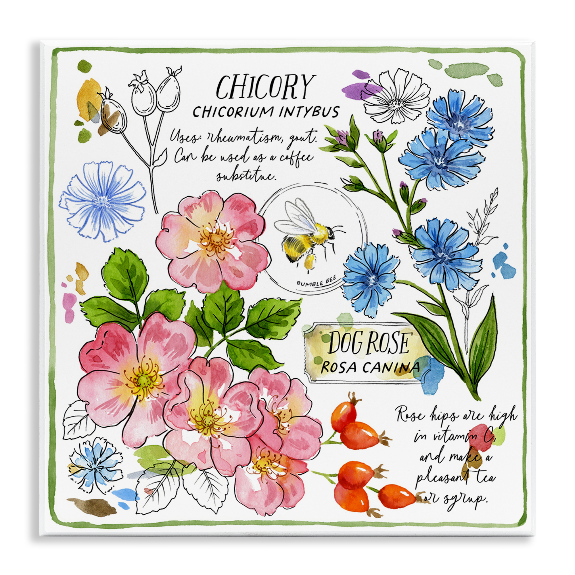 Stupell Industries Varied Herbs Benefits Plants & Flowers Painting Unframed Art Print Wall Art, 12 x 12