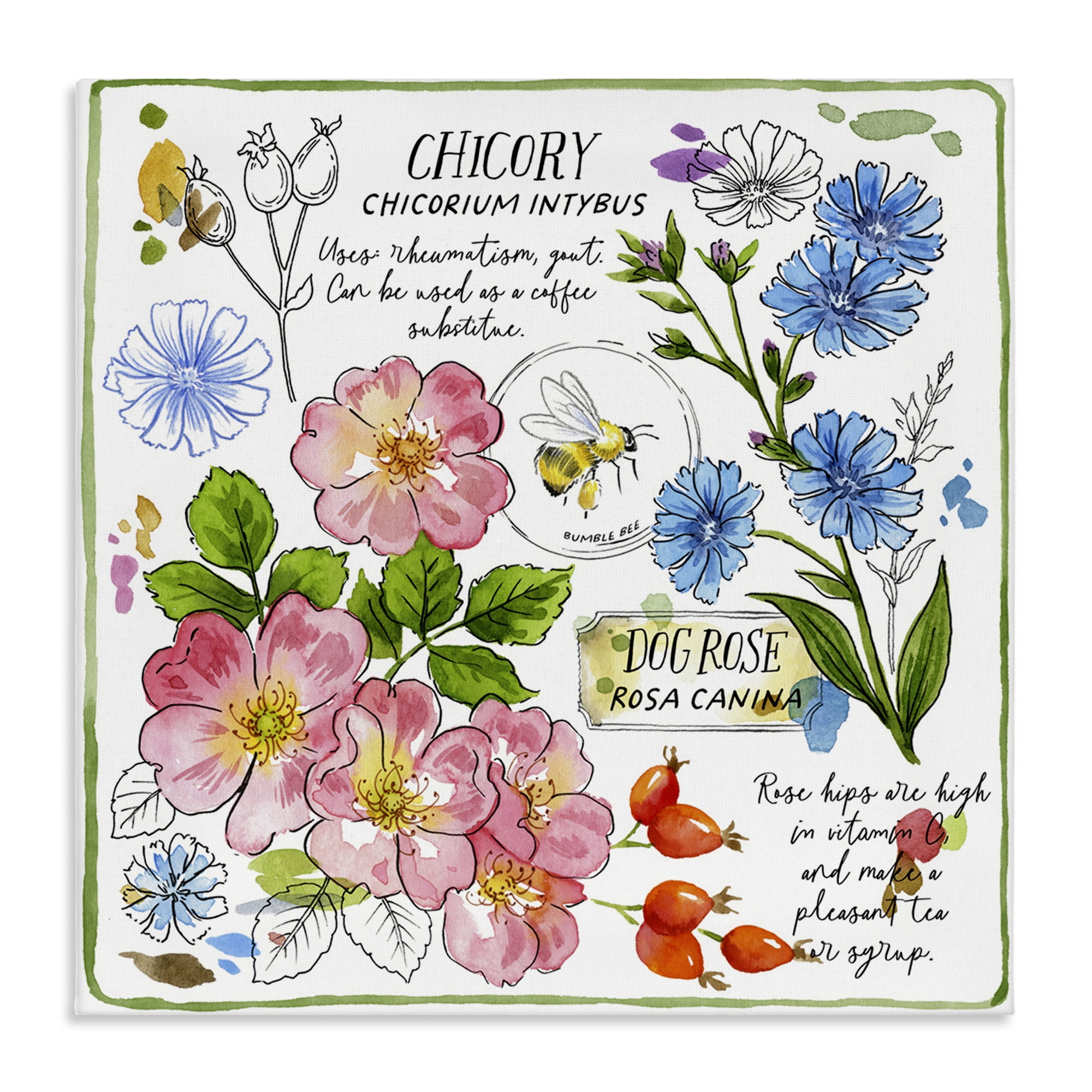 Stupell Industries Varied Herbs Benefits Plants & Flowers Painting Wrapped Canvas Art Print Wall Art, 36 x 36