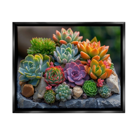 Stupell Industries Varied Succulents Photography Botanical & Floral Photography Black Floater Framed Canvas Art Print Wall Art, 21 x 17