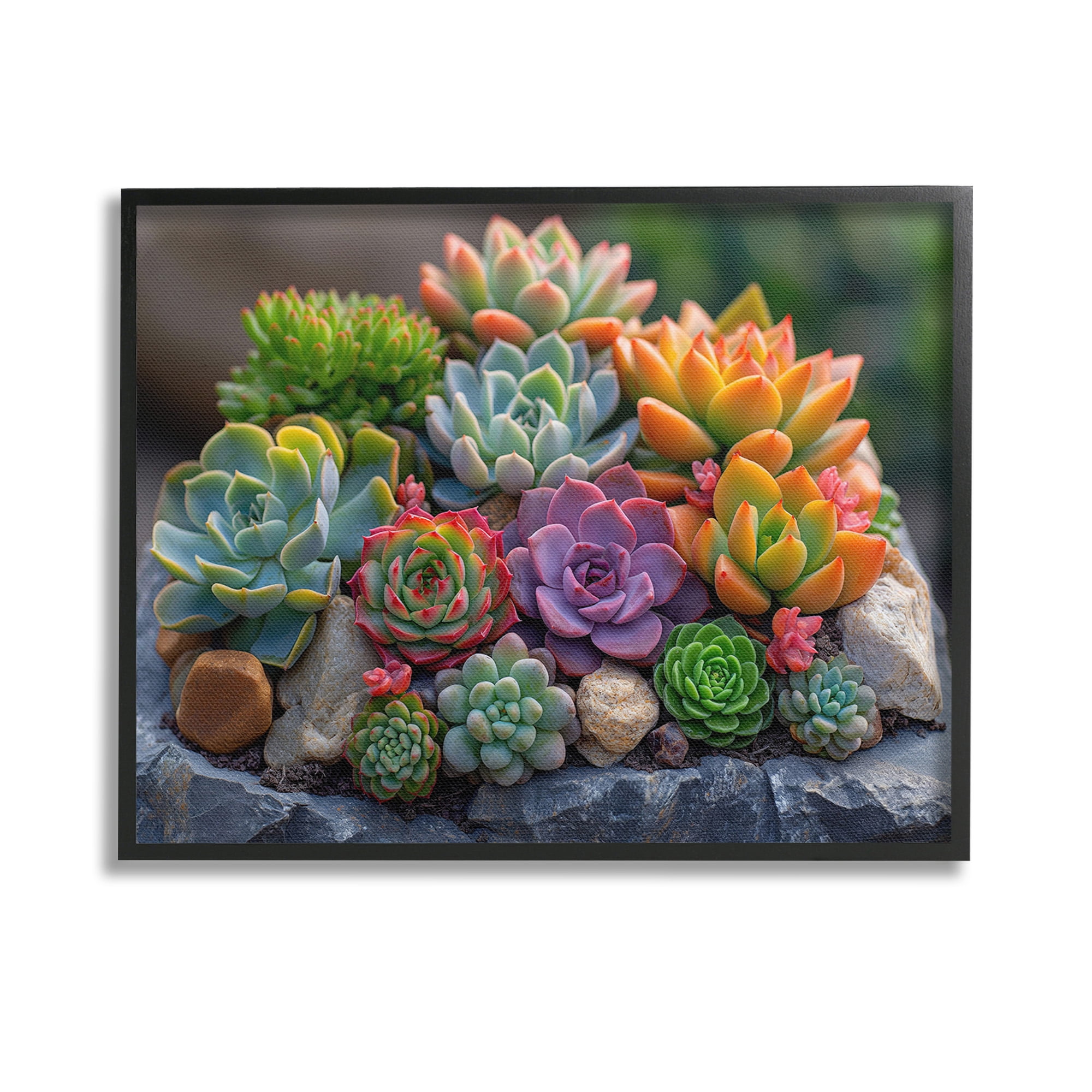 Stupell Industries Varied Succulents Photography Botanical & Floral Photography Black Framed Art Print Wall Art, 14 x 11
