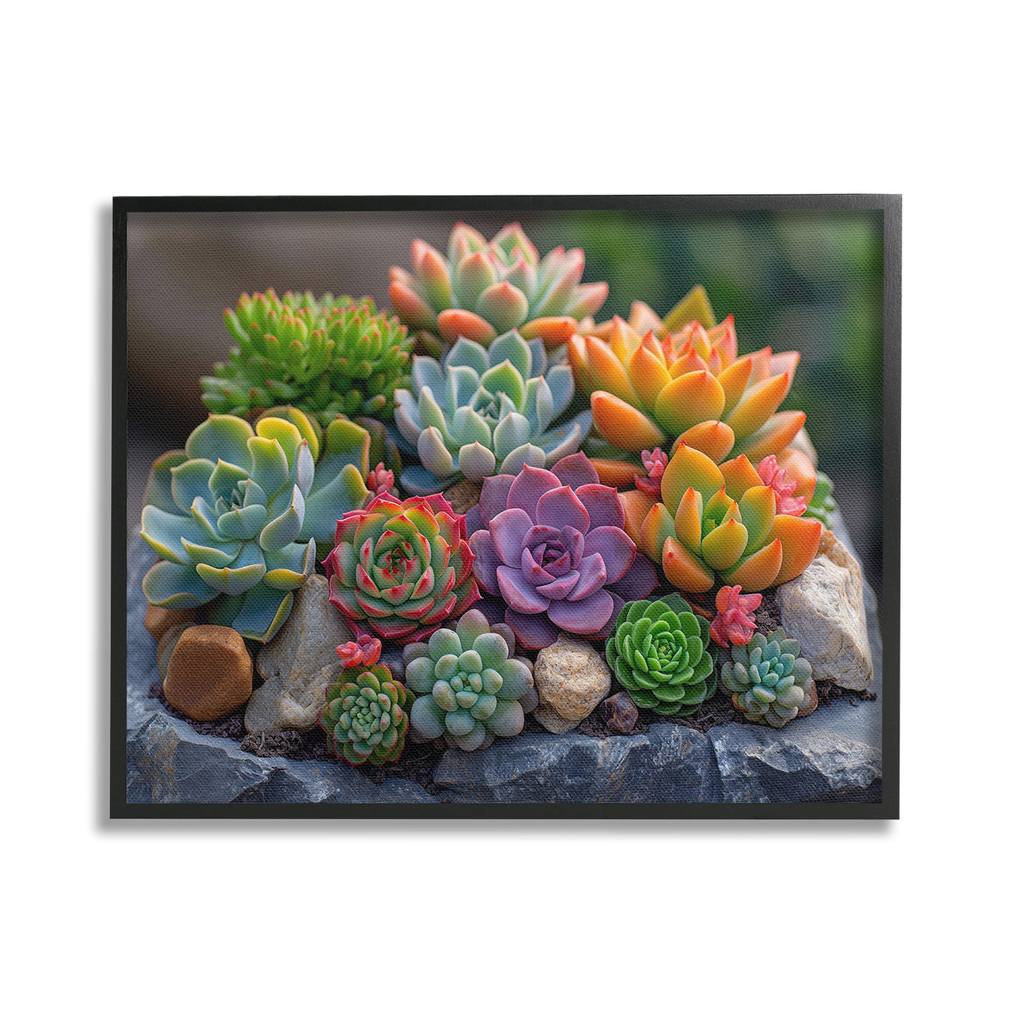 Stupell Industries Varied Succulents Photography Botanical & Floral Photography Black Framed Art Print Wall Art, 30 x 24