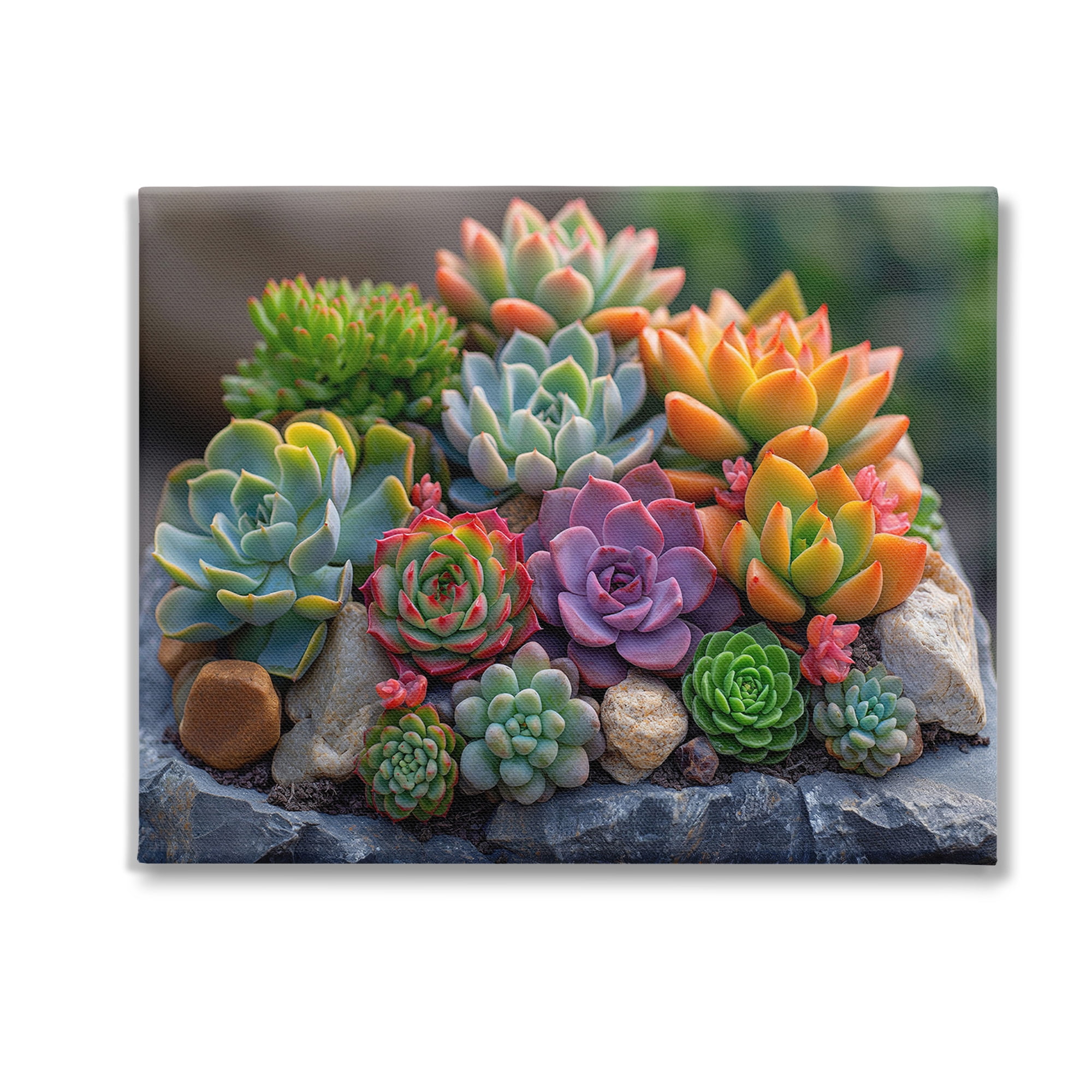 Stupell Industries Varied Succulents Photography Botanical & Floral Photography Gallery Wrapped Canvas Art Print Wall Art, 20 x 16