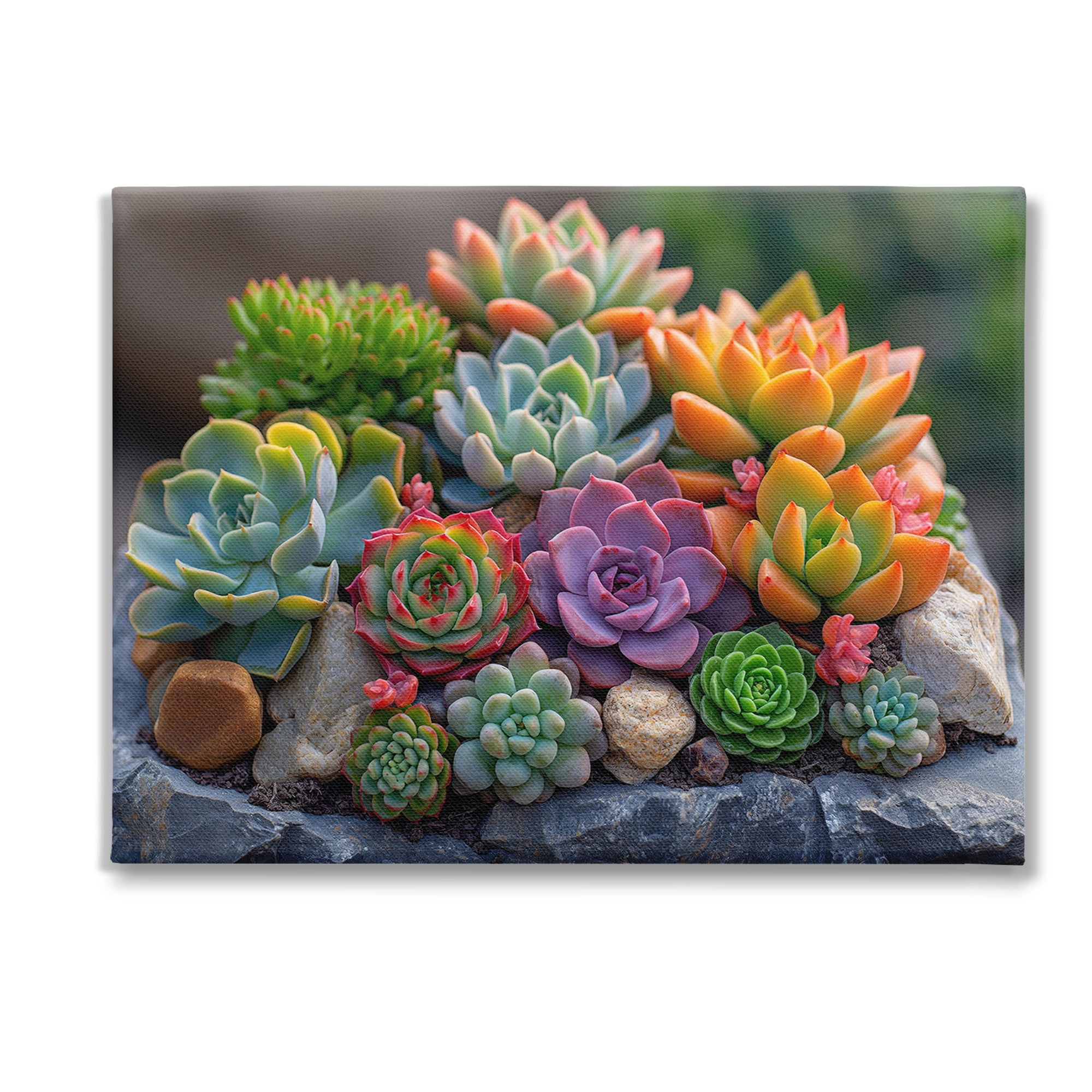 Stupell Industries Varied Succulents Photography Botanical & Floral Photography Gallery Wrapped Canvas Art Print Wall Art, 48 x 36