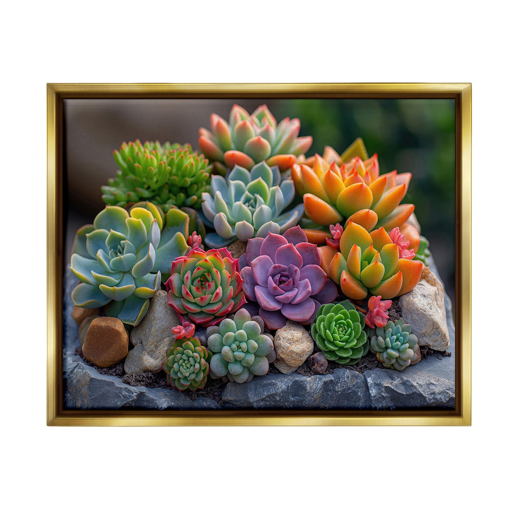 Stupell Industries Varied Succulents Photography Botanical & Floral Photography Gold Floater Framed Canvas Art Print Wall Art, 31 x 25