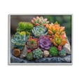 thumbnail image 1 of Stupell Industries Varied Succulents Photography Botanical & Floral Photography Gray Framed Art Print Wall Art, 14 x 11, 1 of 2