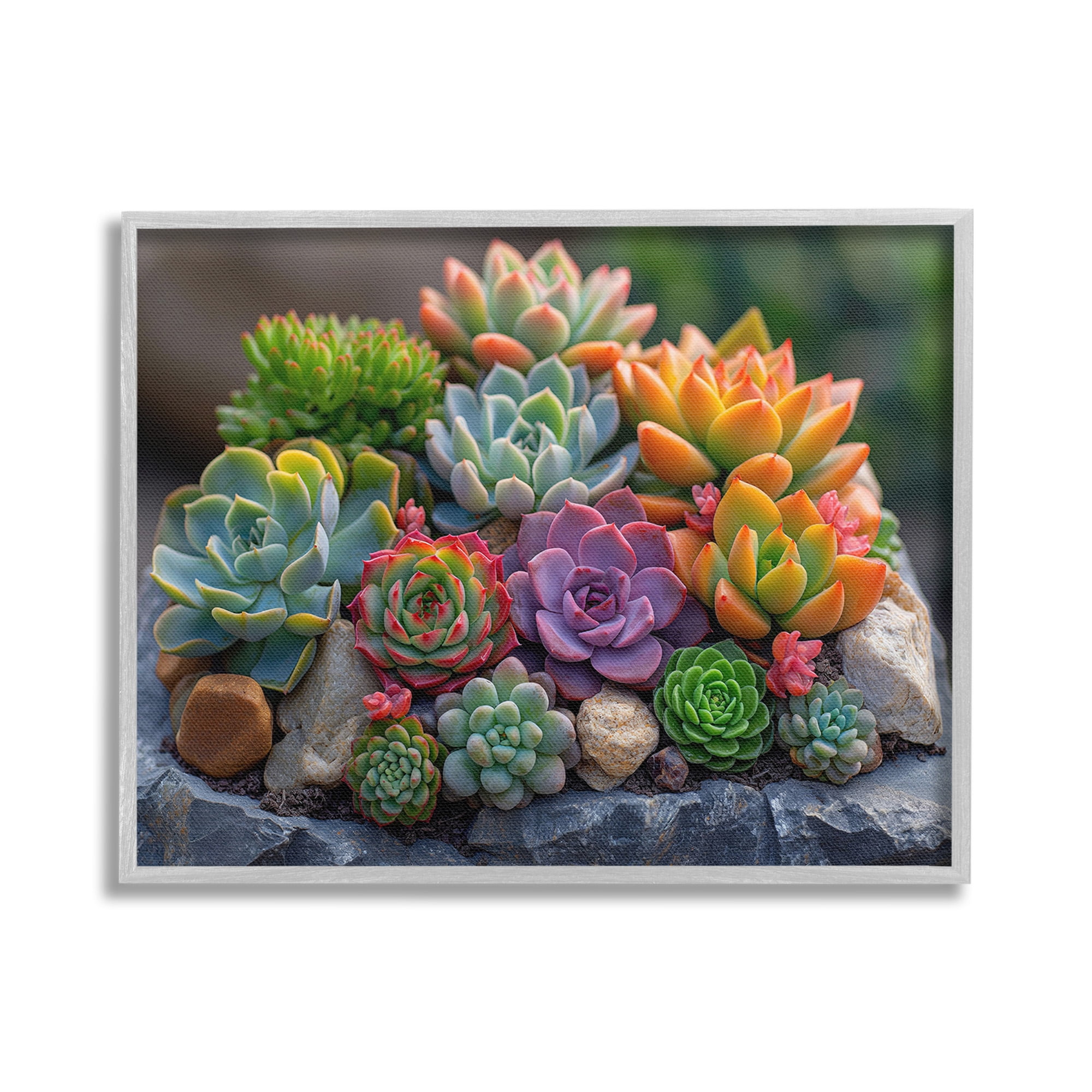 Stupell Industries Varied Succulents Photography Botanical & Floral Photography Gray Framed Art Print Wall Art, 20 x 16