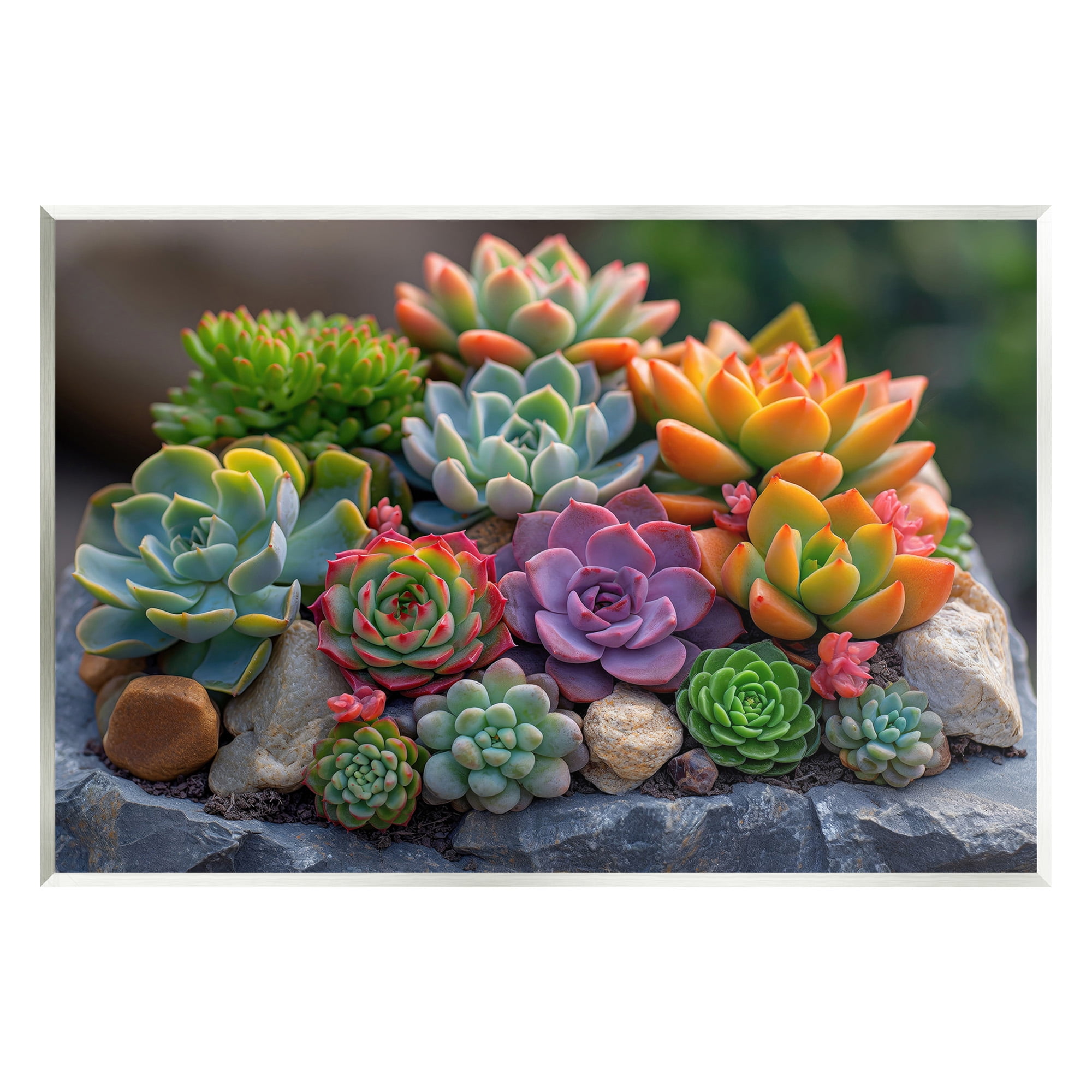 Stupell Industries Varied Succulents Photography Botanical & Floral Photography Unframed Art Print Wall Art, 19 x 13